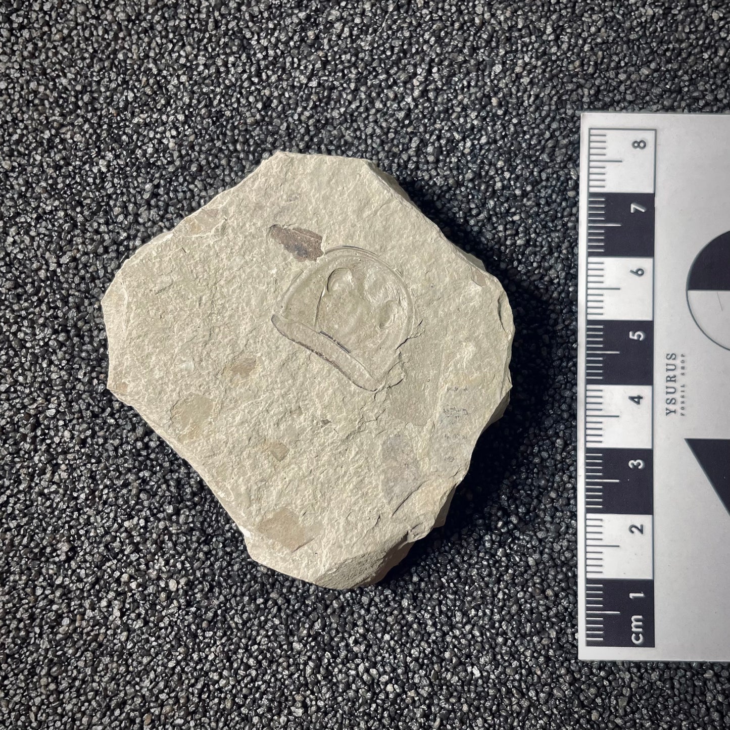 F1863 | Scorpione di mare | Eurypterus tetragonophtalmus