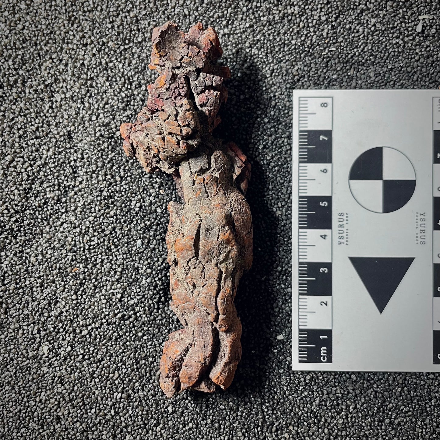 F2068 | Coprolite - Cololite | Testuggine