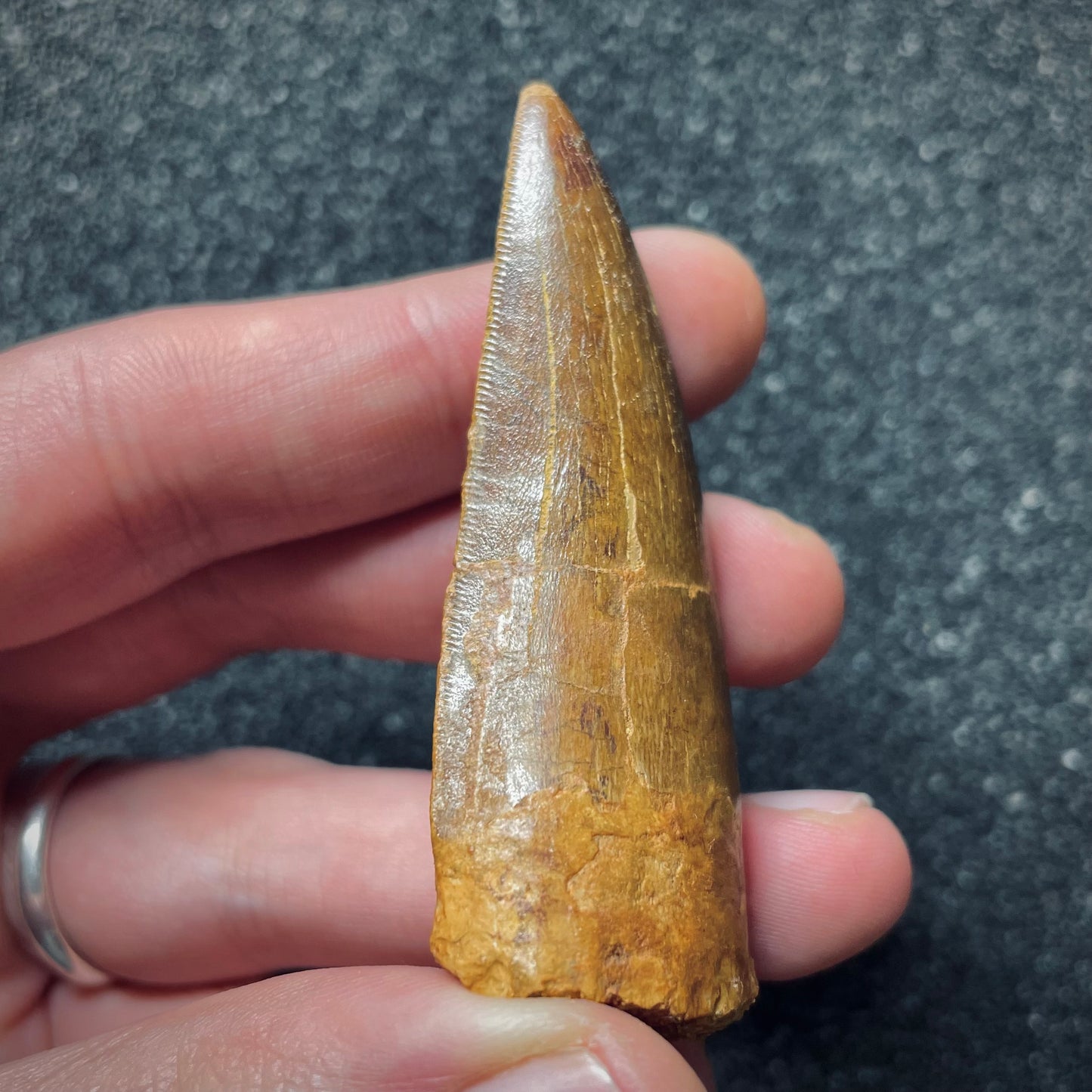 F1558 | Dinosauro | Carcharodontosaurus saharicus