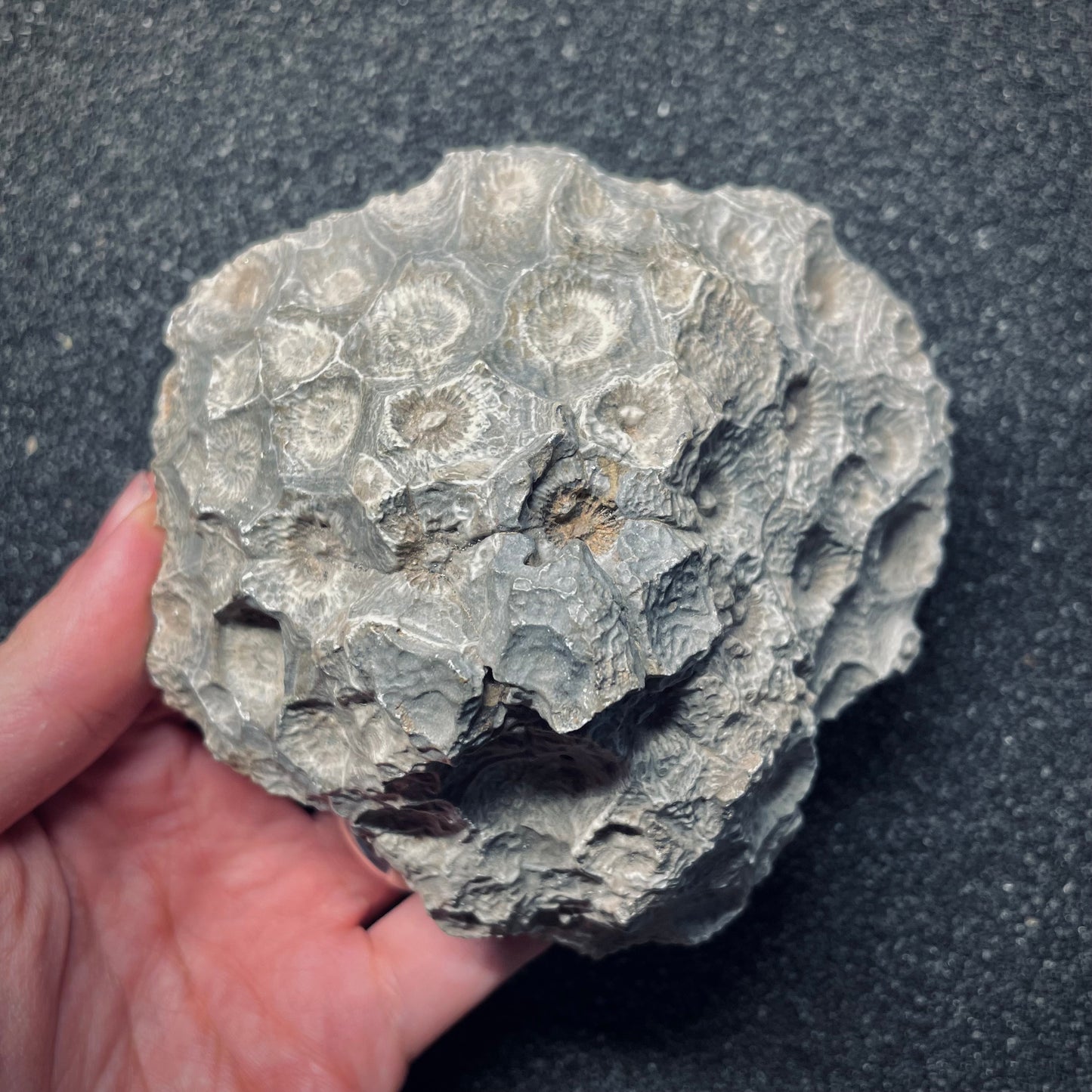F1678 | Corallo | Hexagonaria sp.