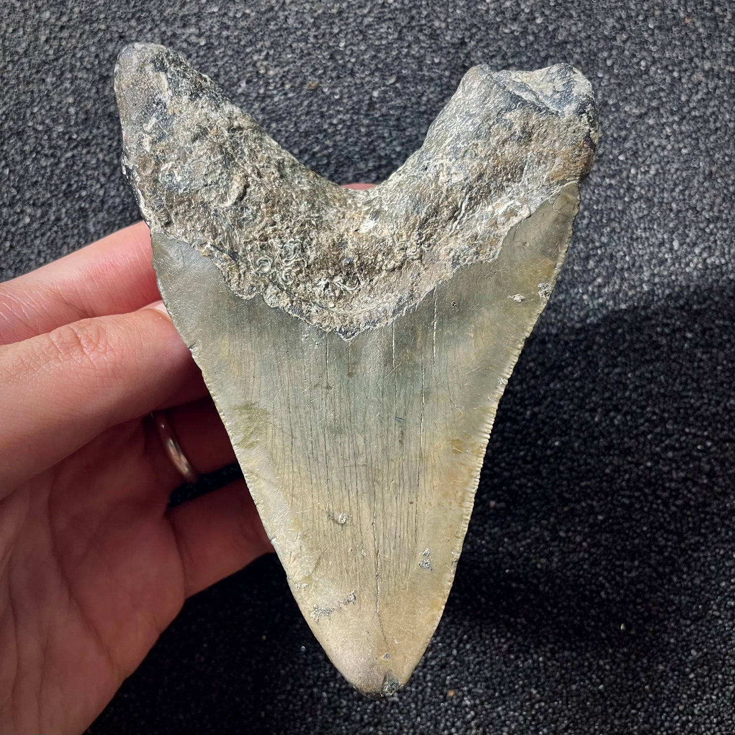 F1997 | Squalo | Otodus megalodon