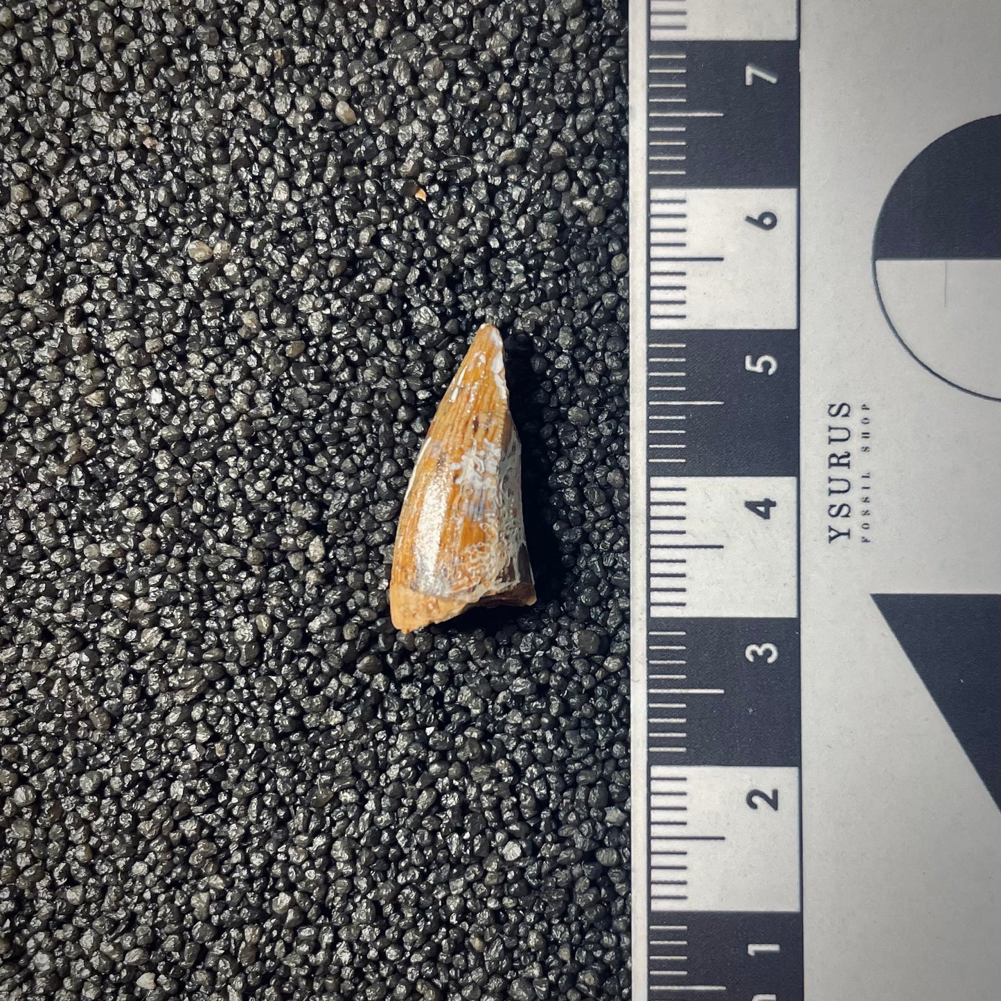 F1862 | Fitosauro | Phytosauridae indet.