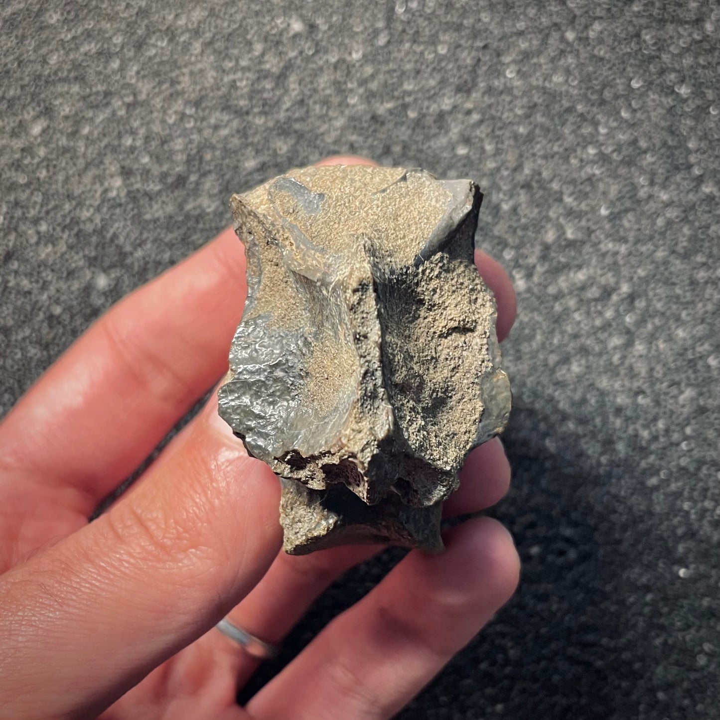 F2056 | RARO | Dinosauro | Tyrannosauroidea indet.