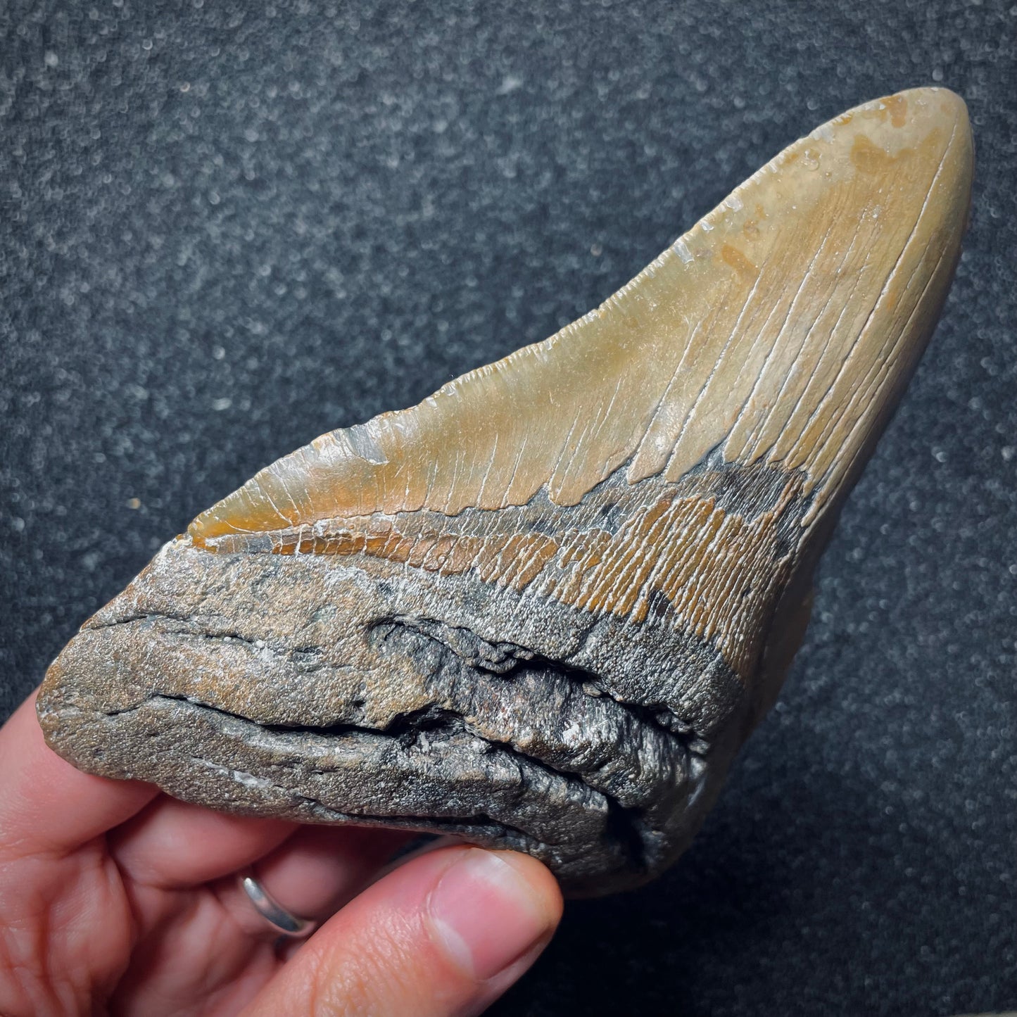 F1849 | Squalo | Otodus megalodon