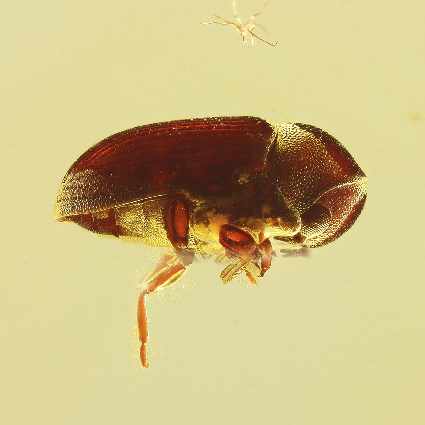 F1732 | Ambra con inclusione | Ptinidae indet.