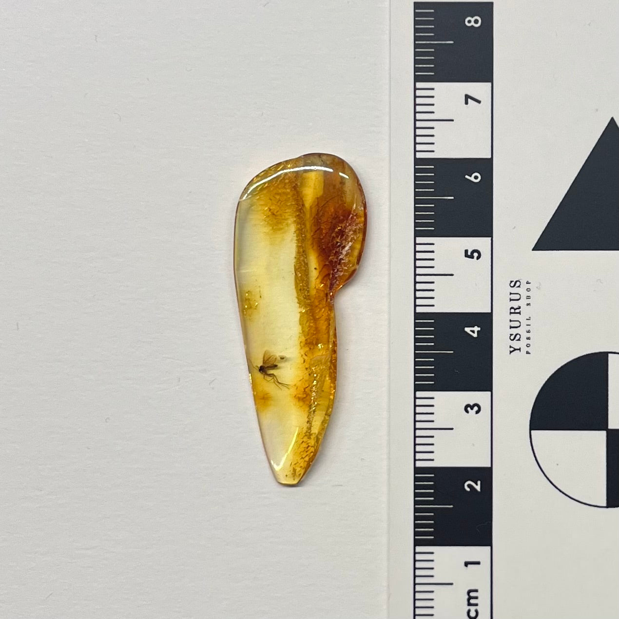 F2843 | Ambra con inclusione | Keroplatidae indet.