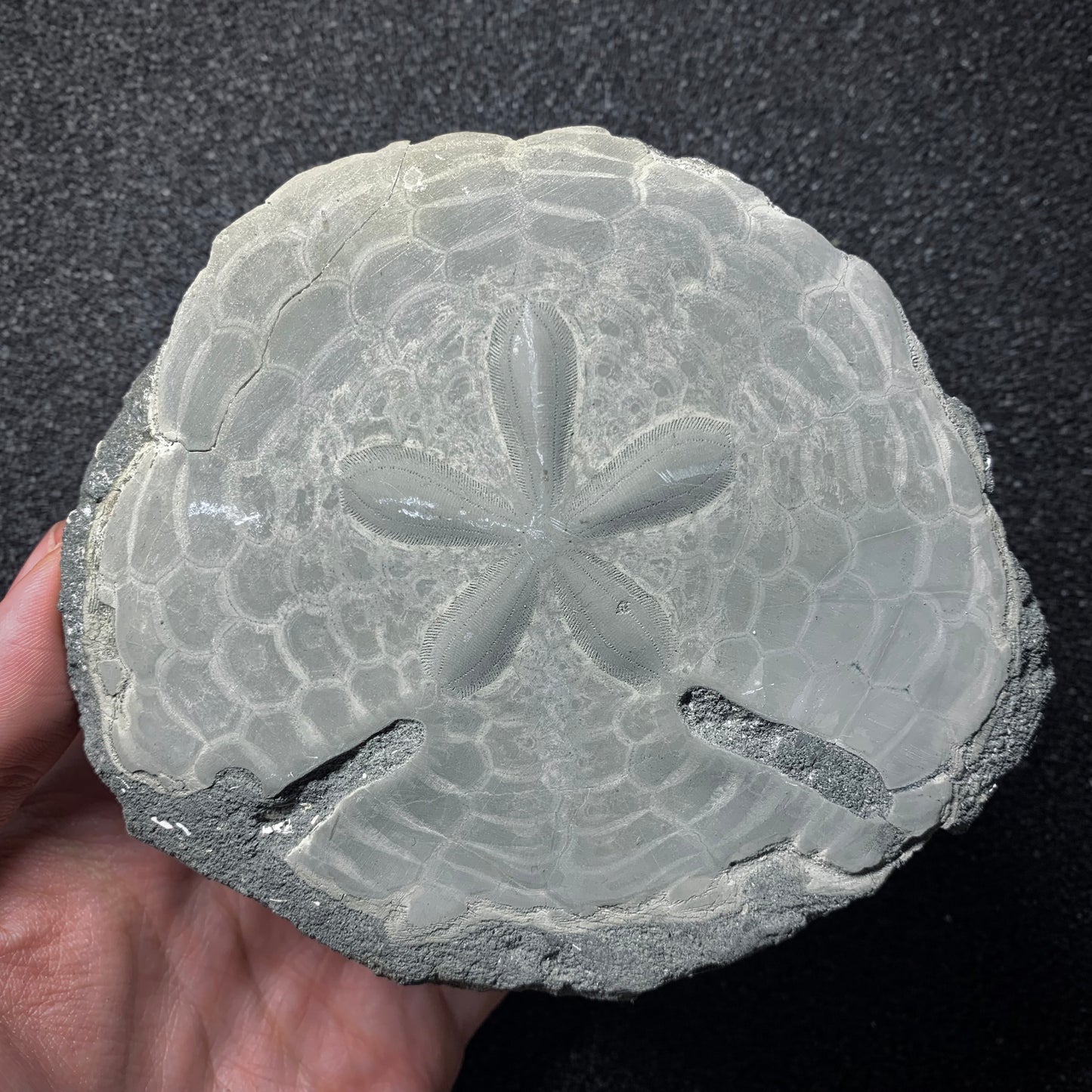 F745 | Riccio di mare | Echinodiscus sp.