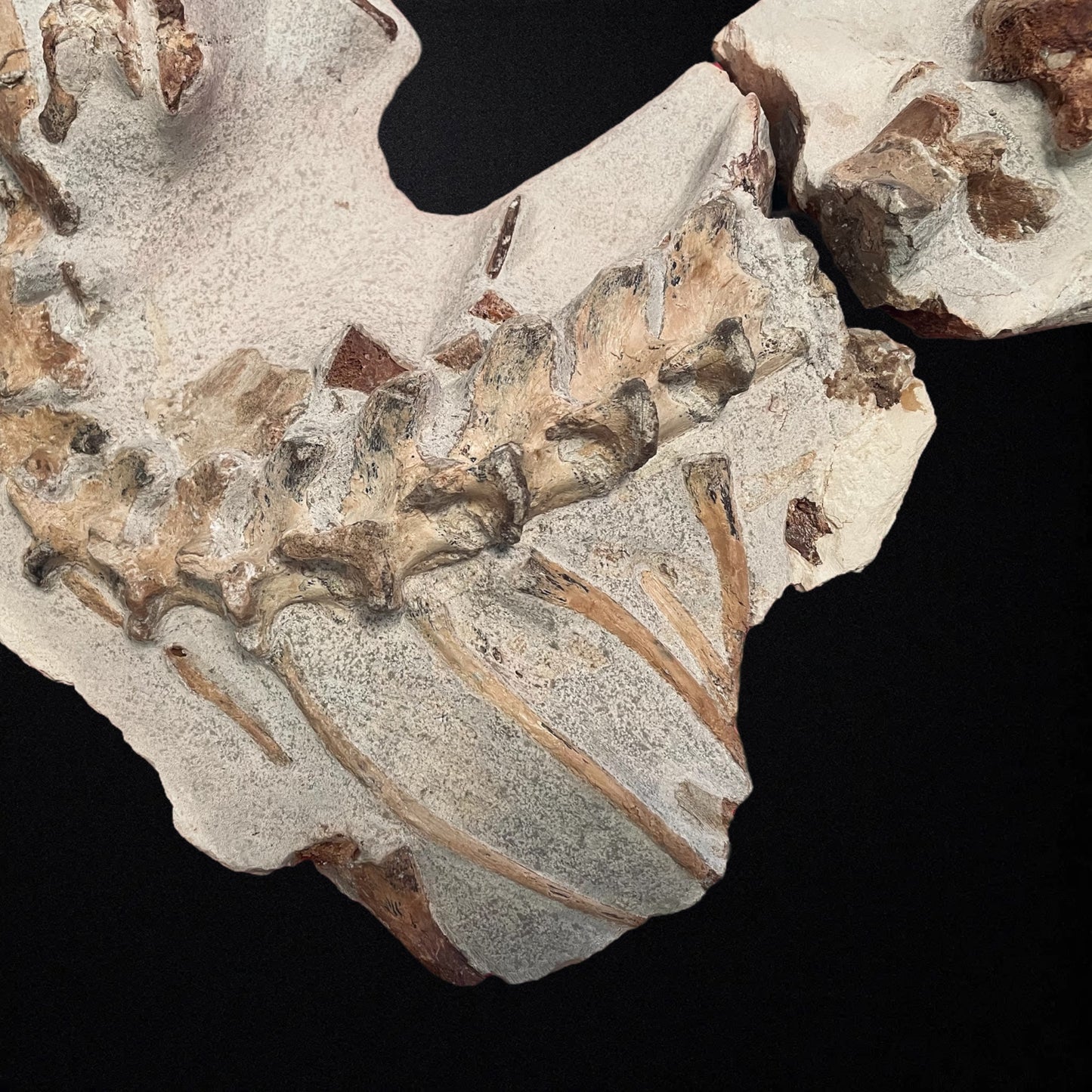 F1748 | Mosasauro | Tethysaurus nopcsai