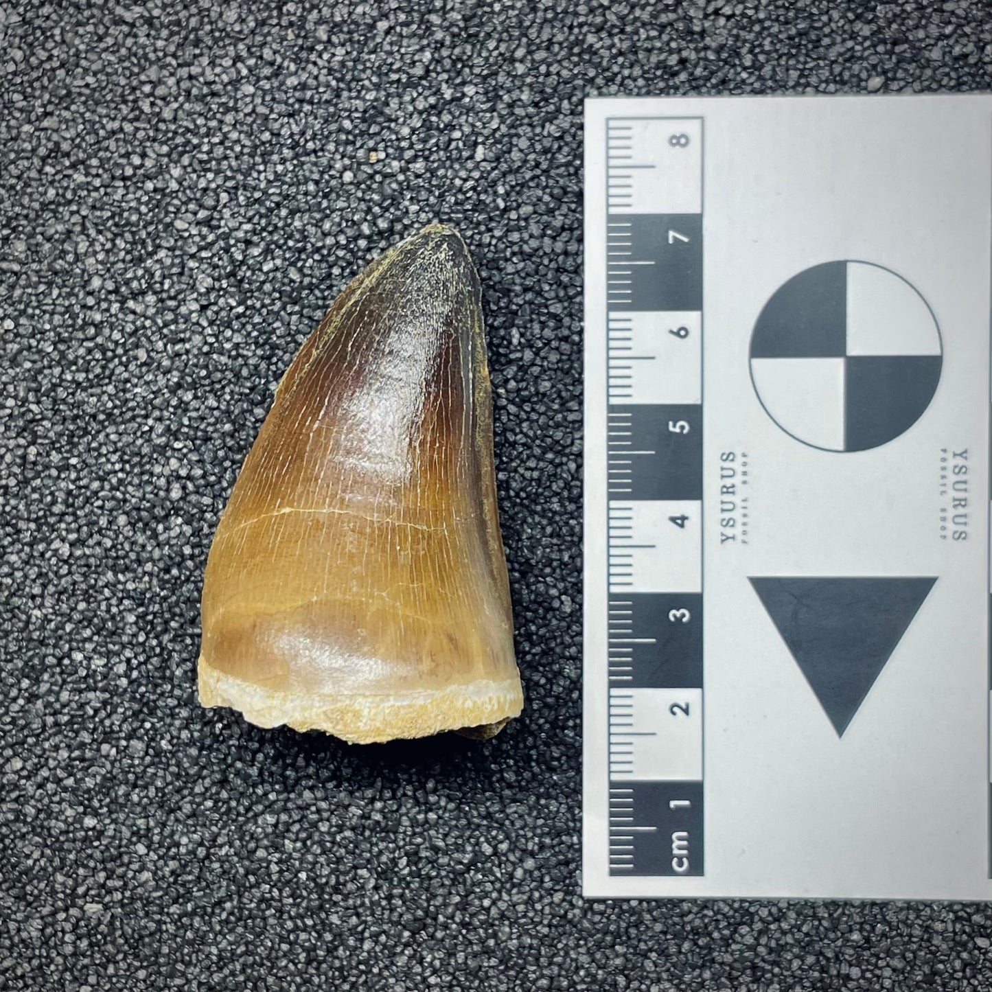 F2694 | Mosasauro | Prognathodon curii