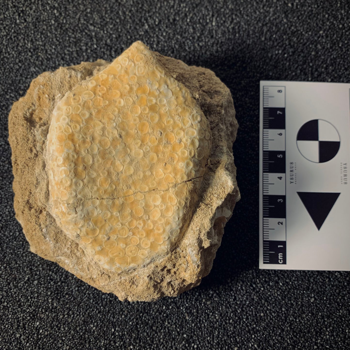 F410 | Pesce | Eodiaphyodus granulosus
