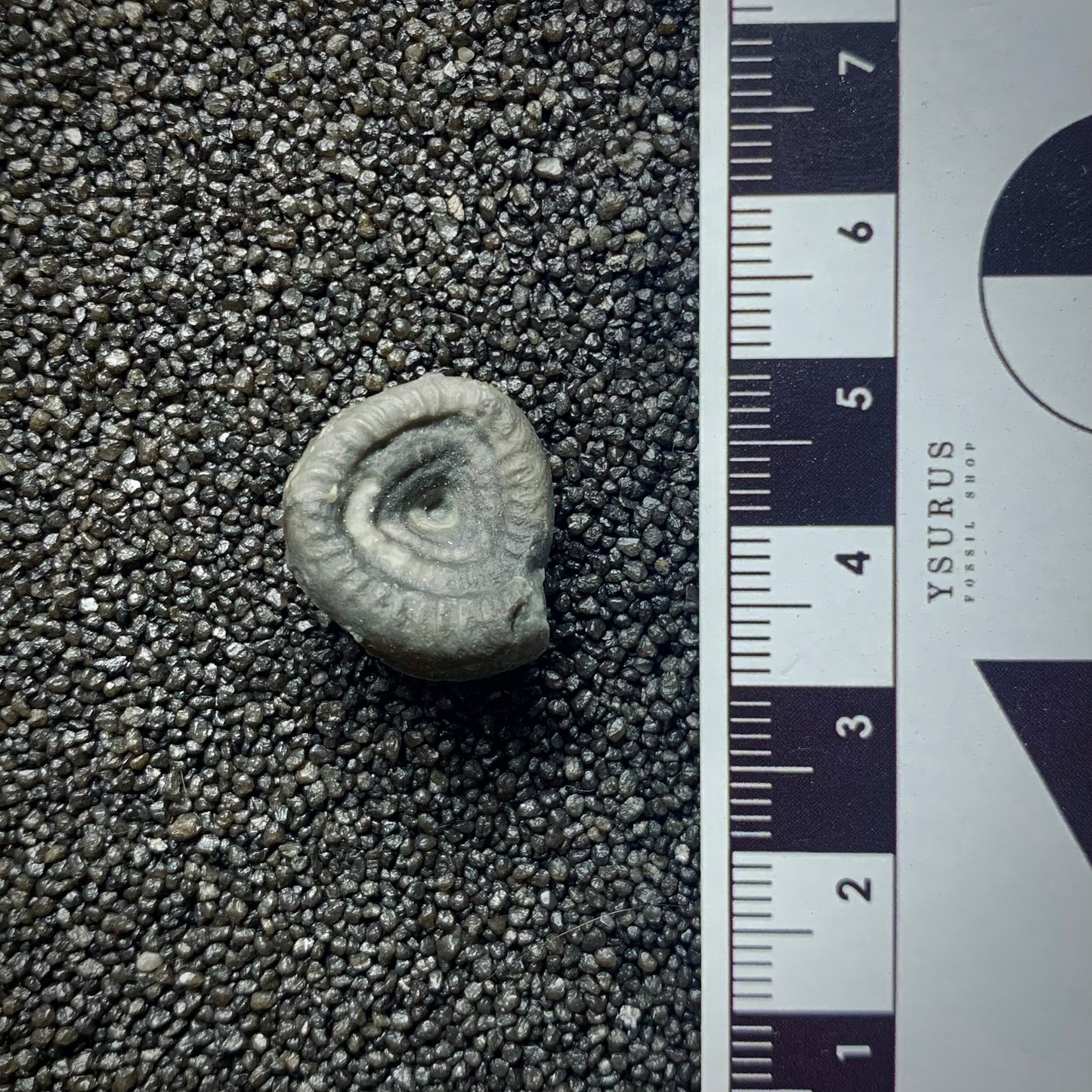 F735 | RARO | Ammonoide | Branneroceras branneri