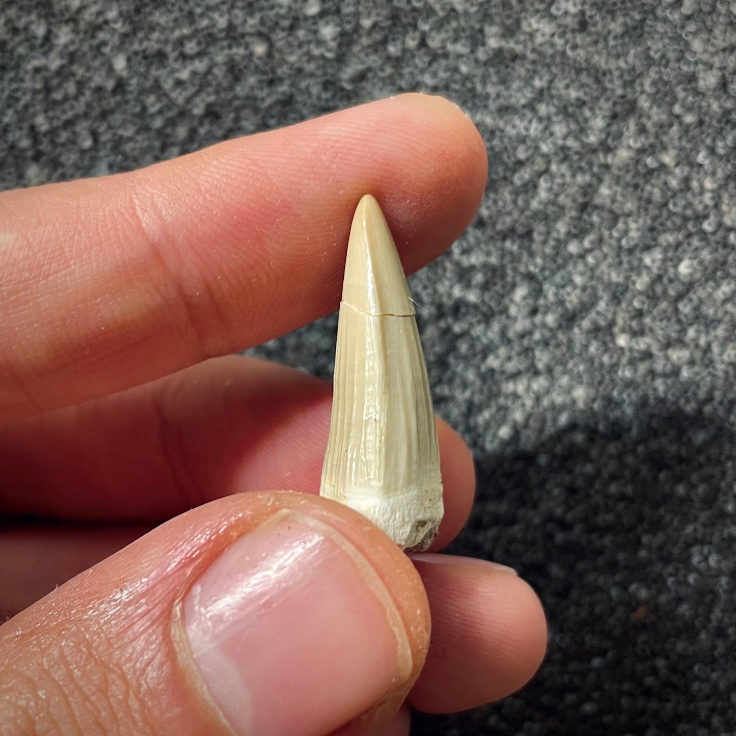 F1993 | Mosasauro | Gavialimimus almaghribensis