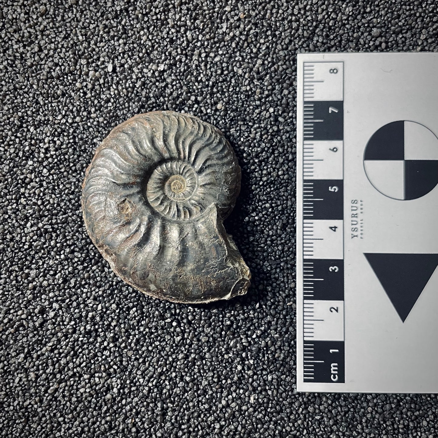 F2548 | Ammonite | Pleydellia sp.