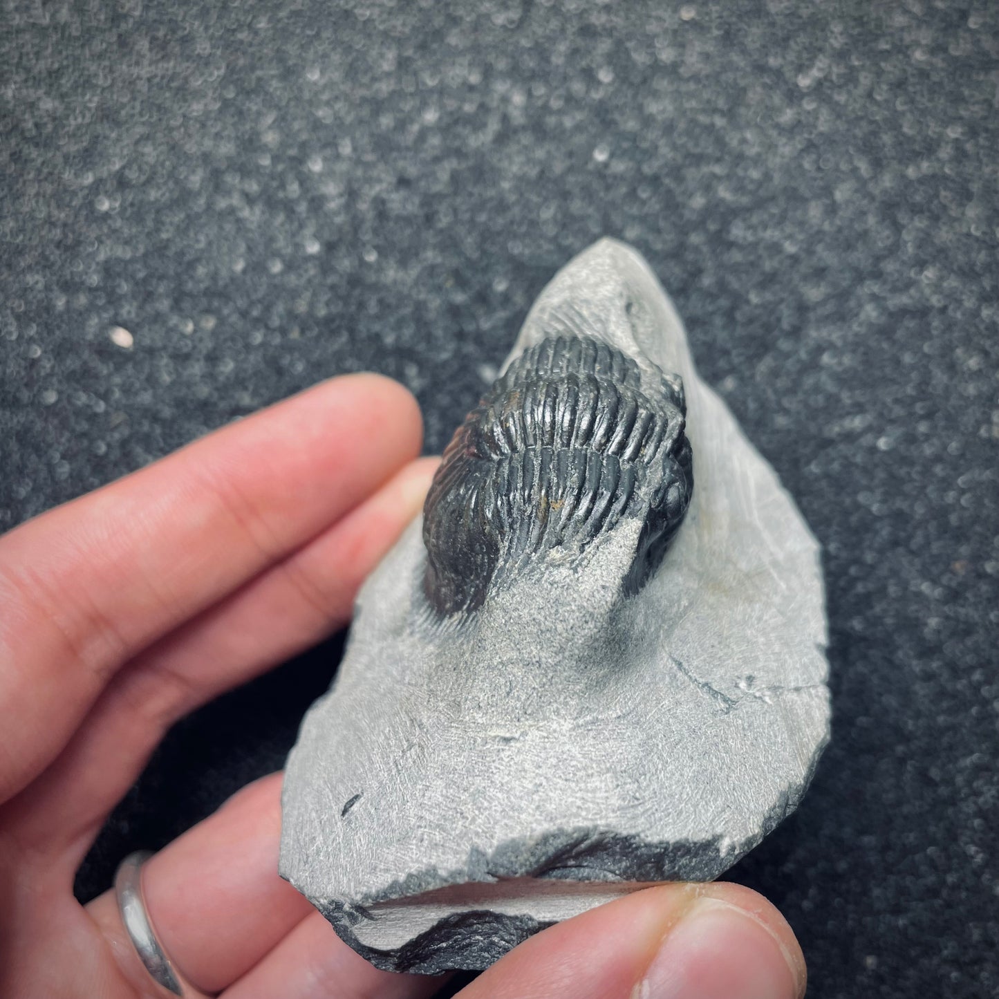 F1641 | Trilobite | Thysanopeltis speciosa