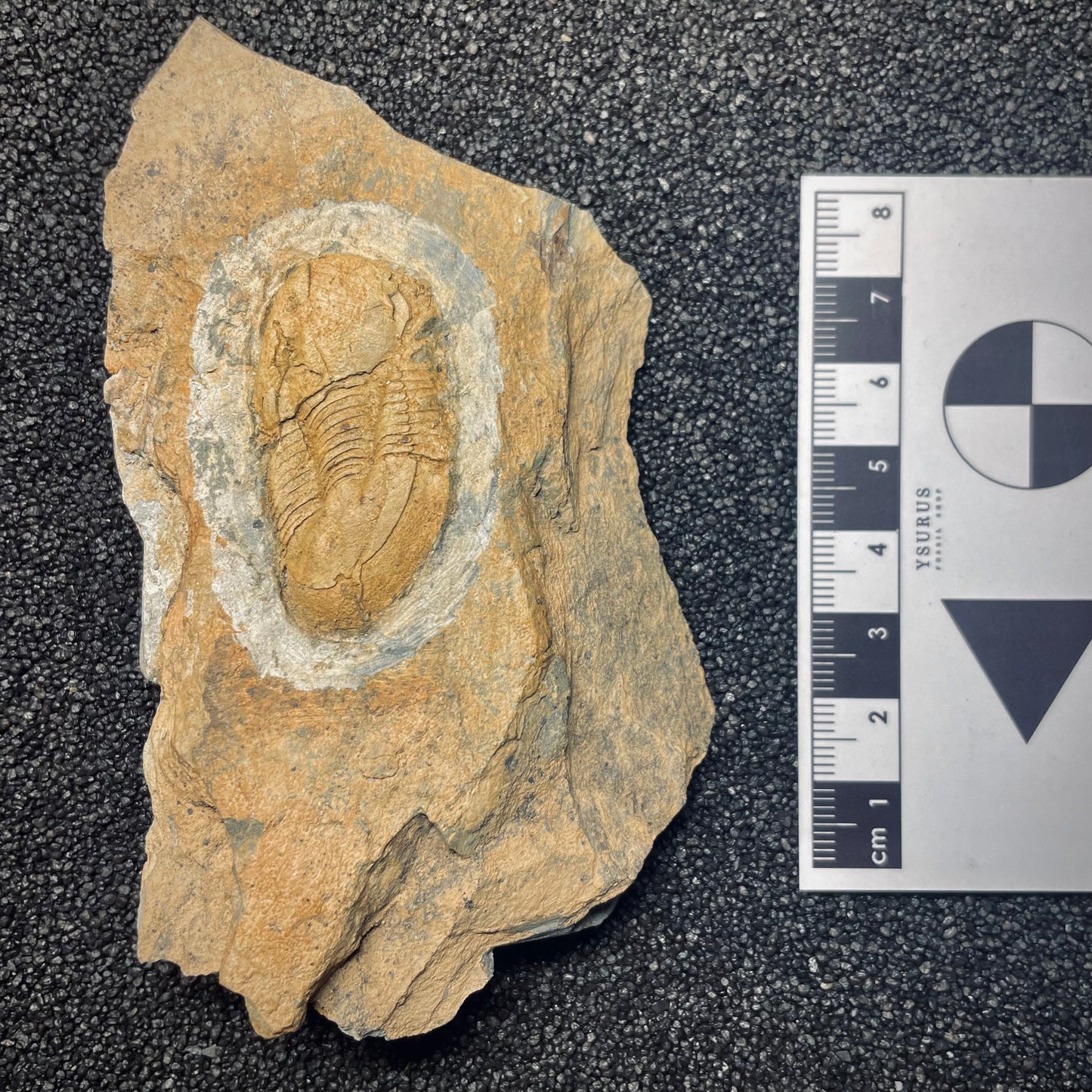 F1598 | Trilobite | Ectillaenus giganteus
