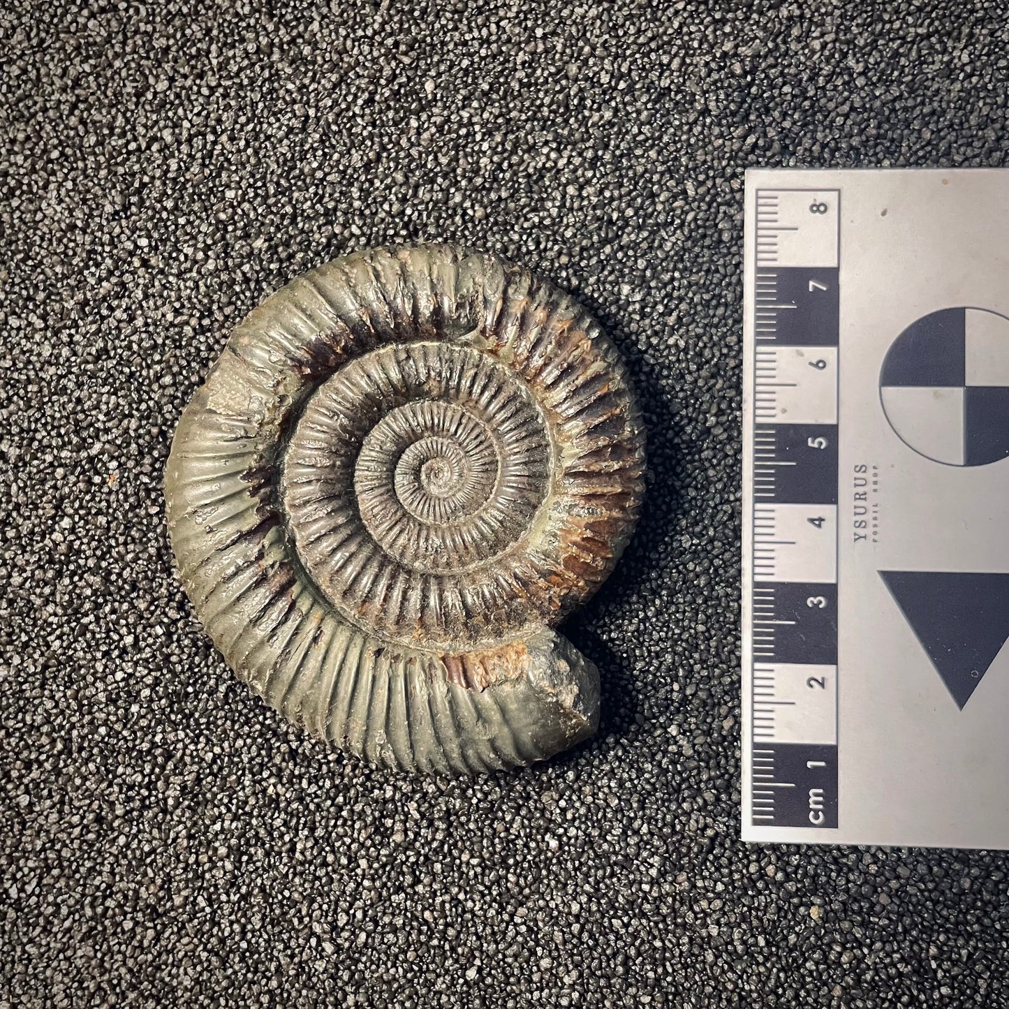 F1980 | Ammonite | Dactylioceras commune