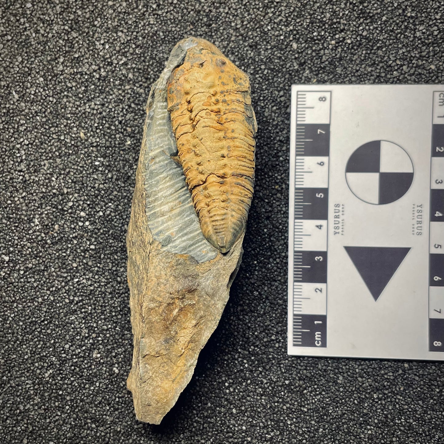 F1595 | Trilobite | Neseuretus tristani