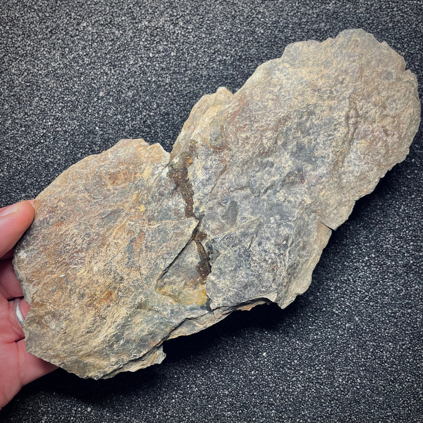 F1585 | Trilobite | Nobiliasaphus nobilis