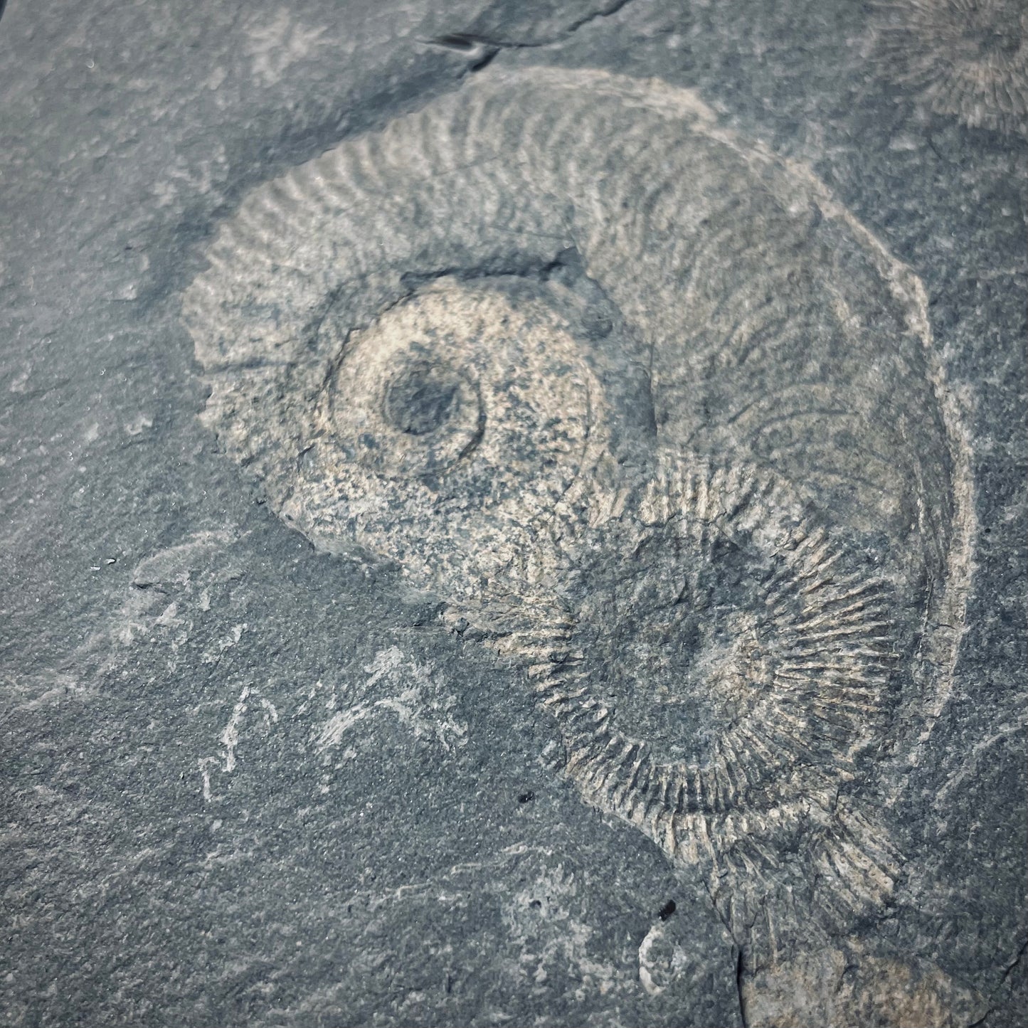 FNP21 | Fossile da preparare | Ammonite | Dactylioceras commune & Harpoceras falcifer