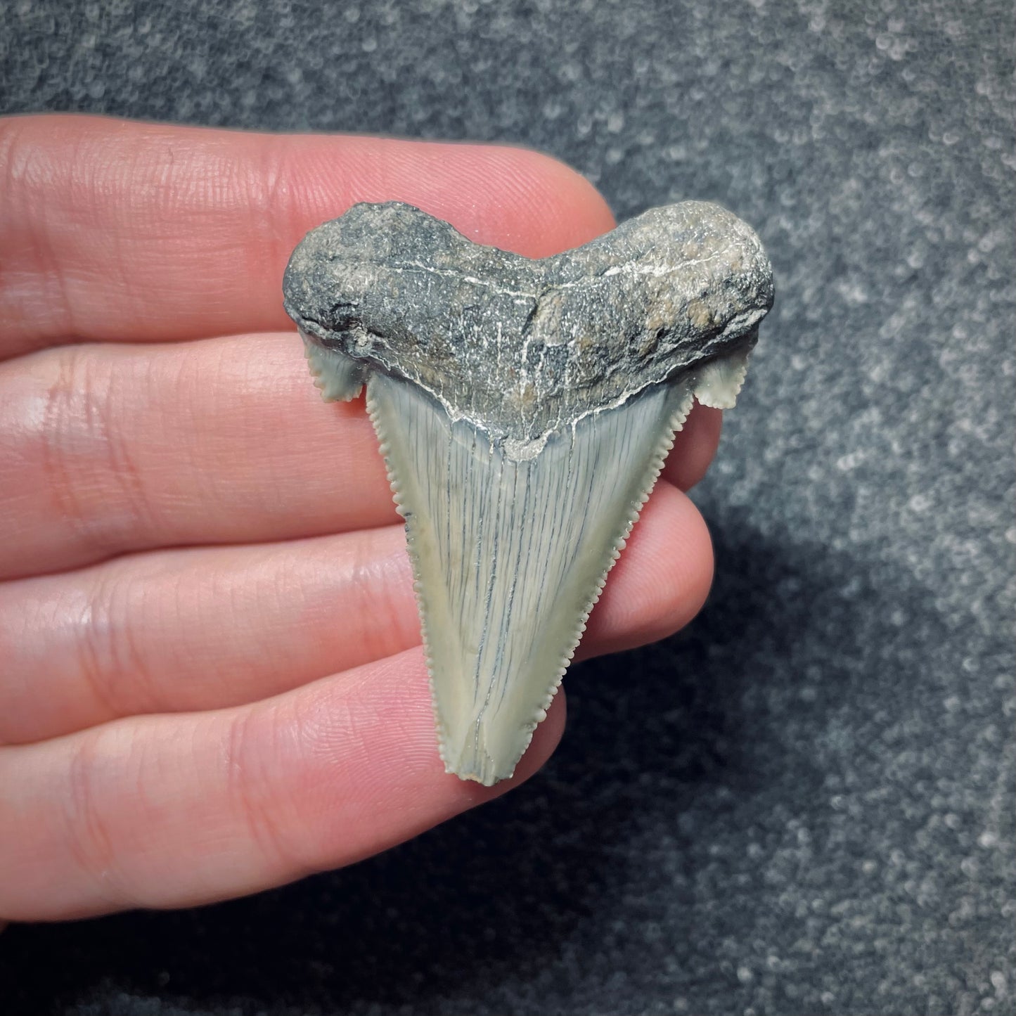F1527 | Squalo | Otodus angustidens