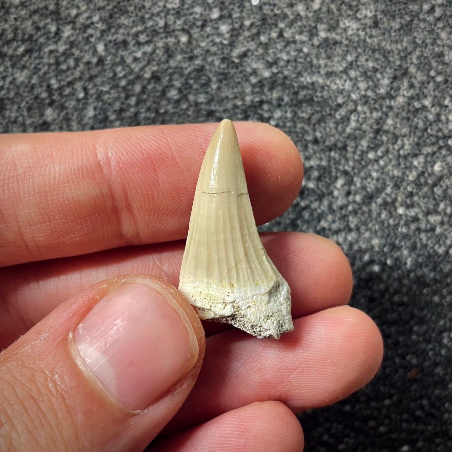 F1993 | Mosasauro | Gavialimimus almaghribensis