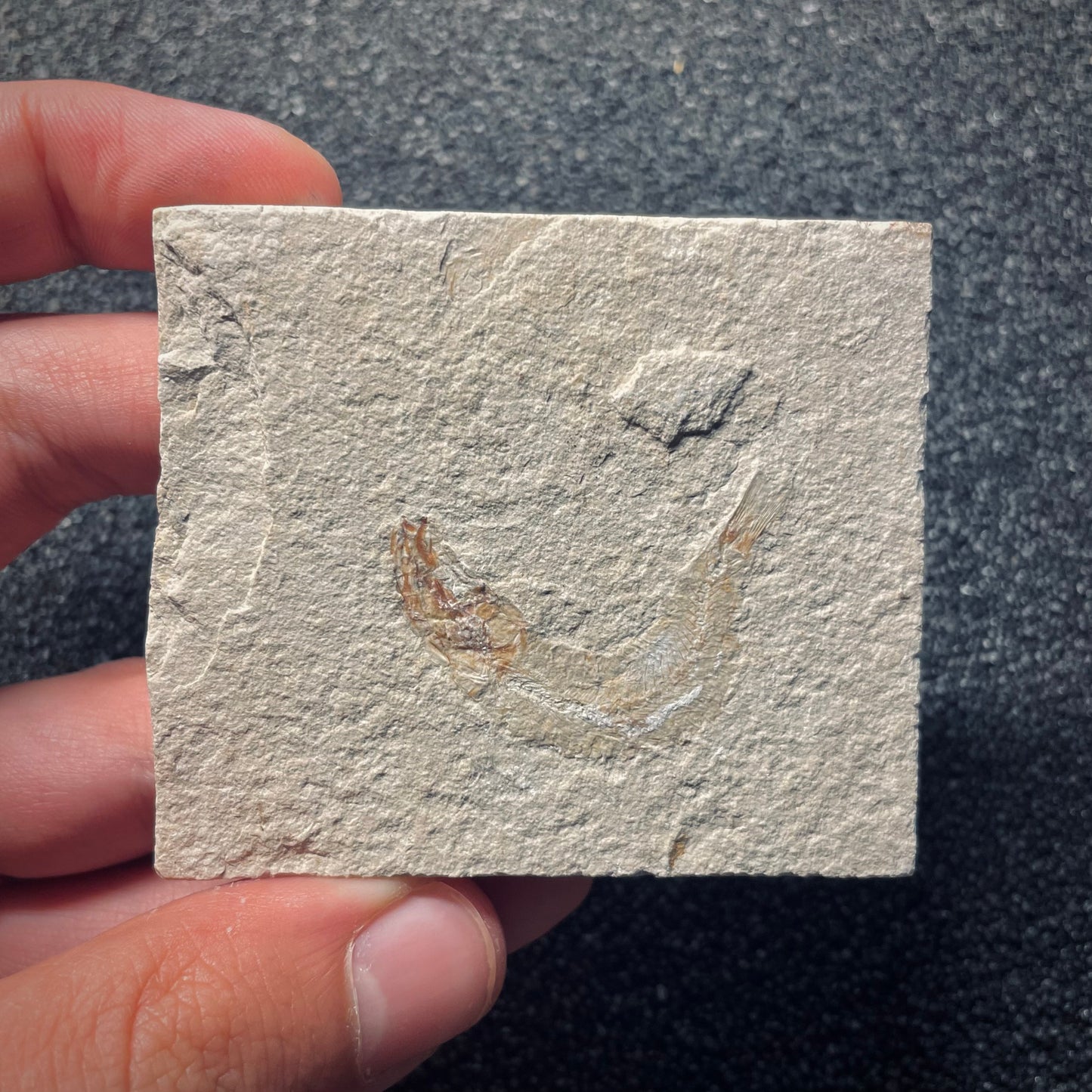 F1969 | Pesce | Davichthys sp.