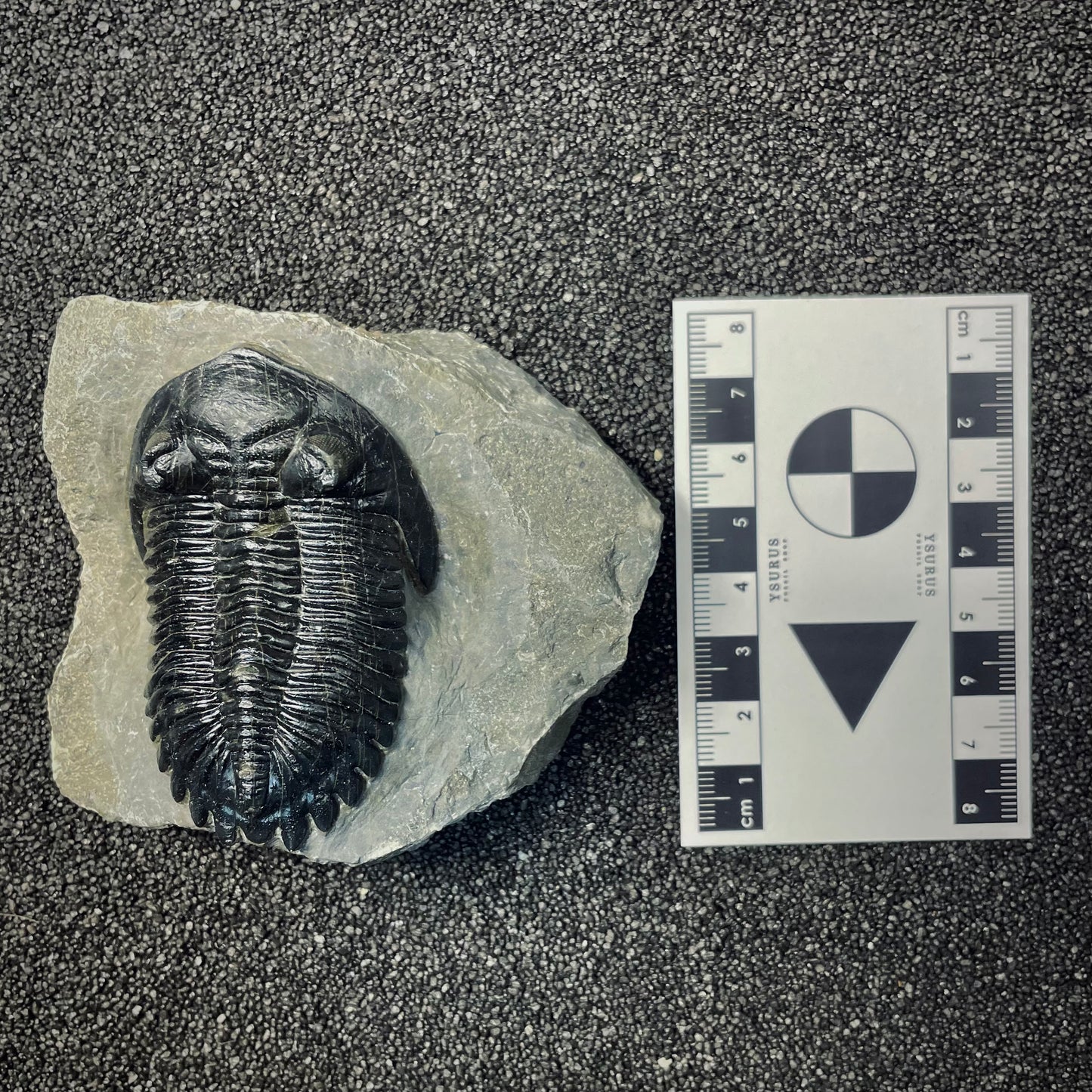 F2619 | Trilobite | Hollardops sp.