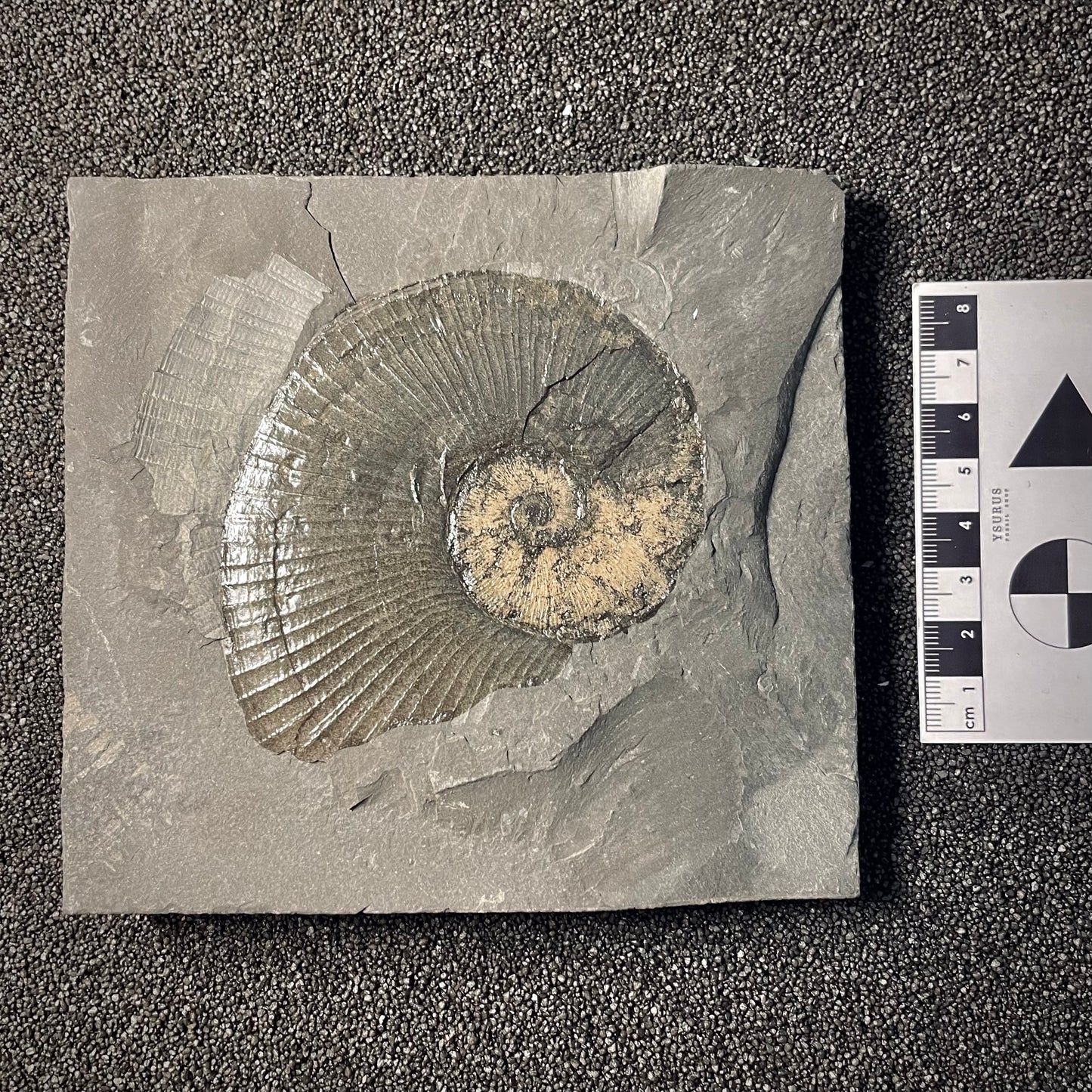 F2167 | Ammonite | Lobolytoceras siemensi