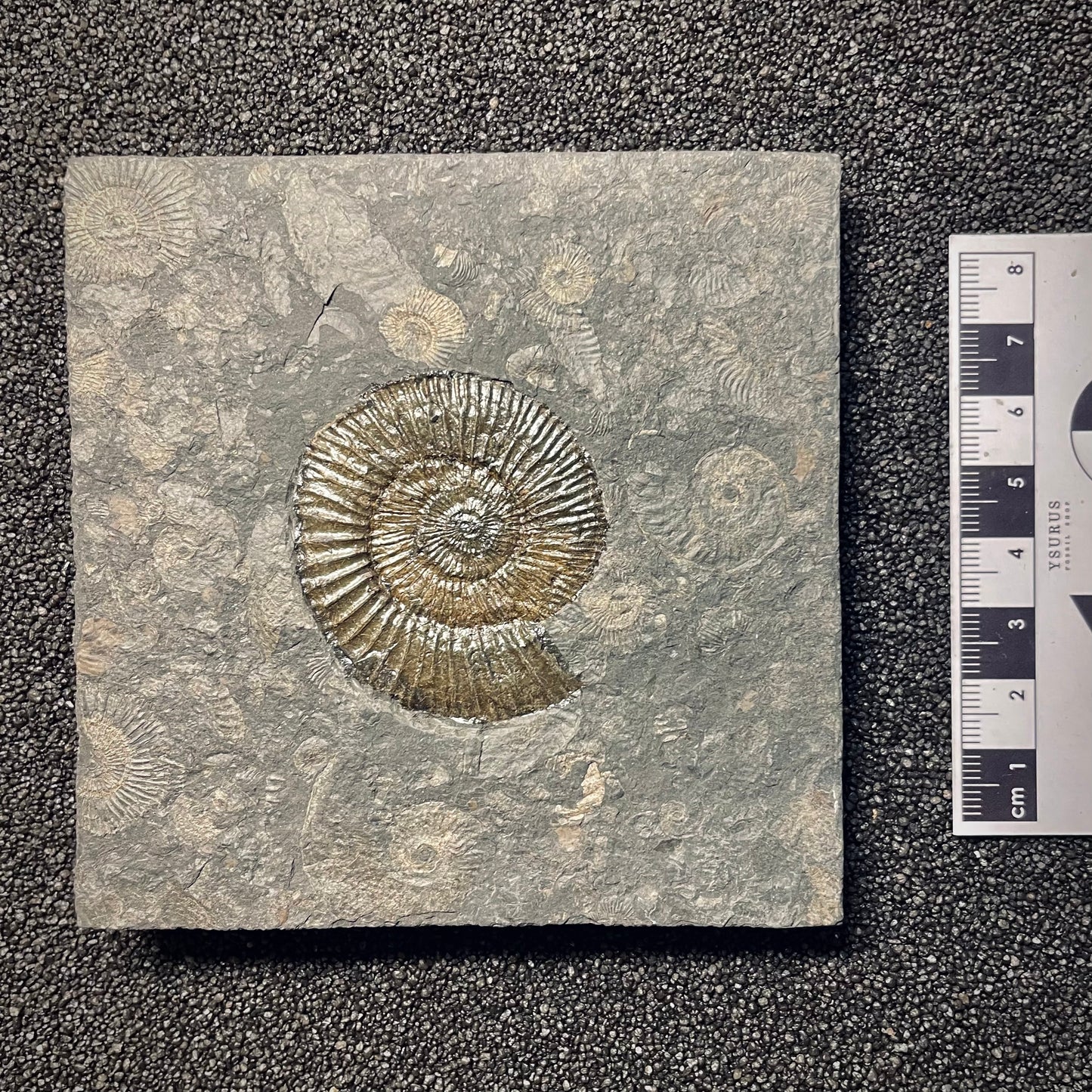 F1978 | Ammonite | Dactylioceras commune