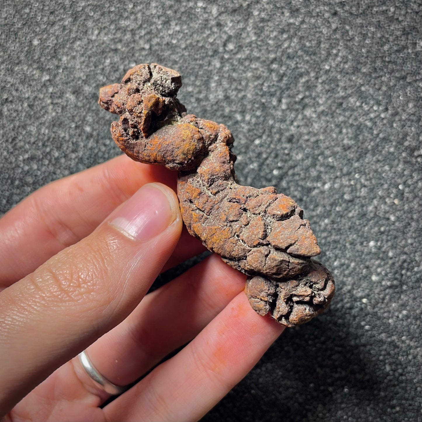 F2069 | Coprolite - Cololite | Testuggine