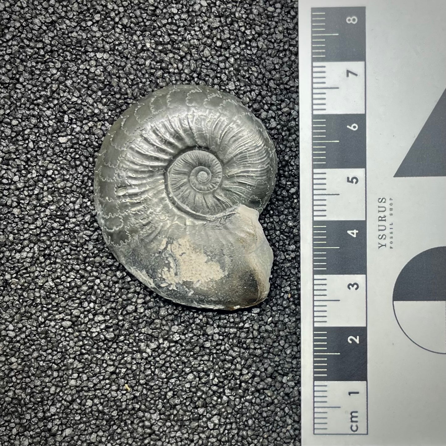 F2893 | Ammonite | Graphoceratidae indet.
