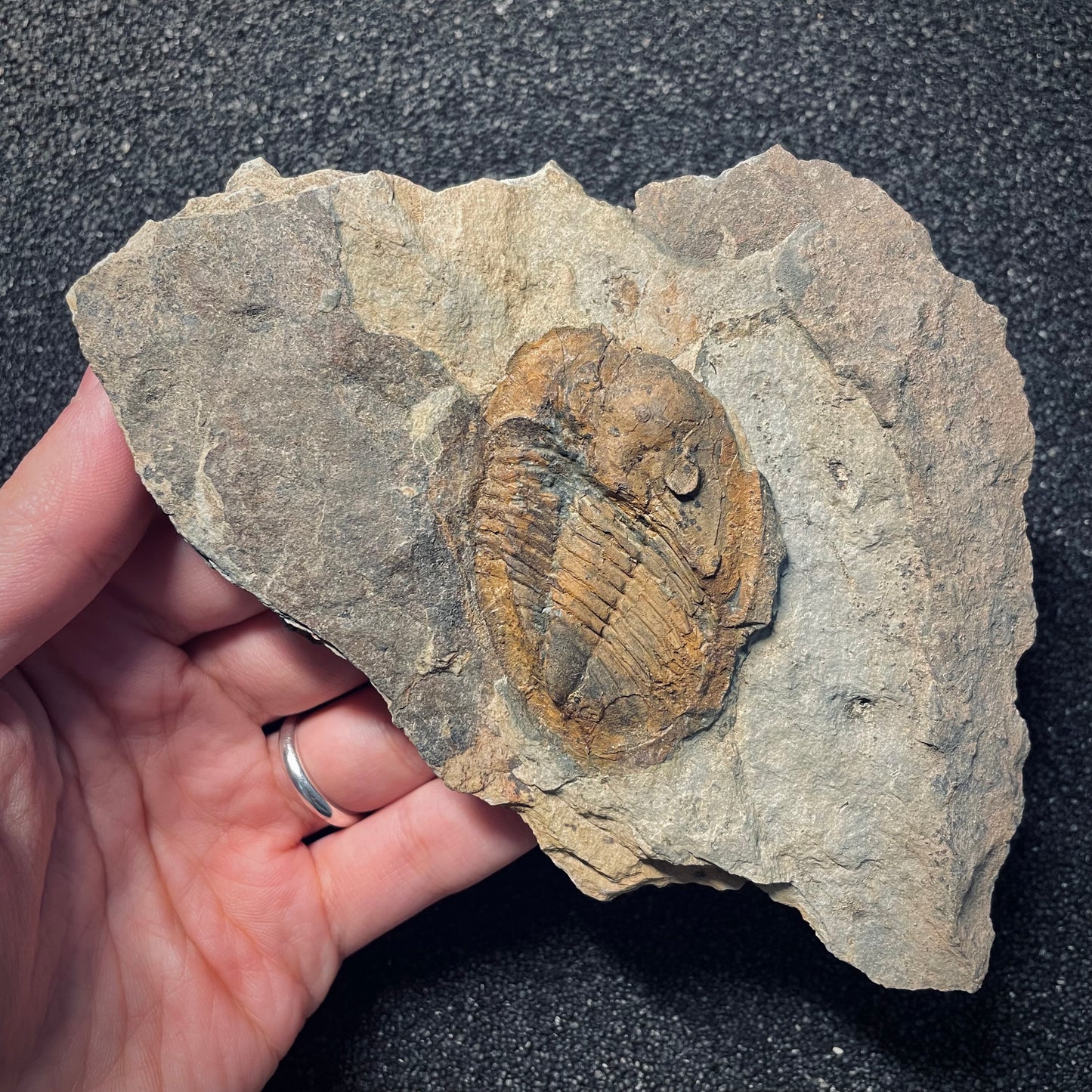 F1569 | Trilobite | Isabelinia glabrata