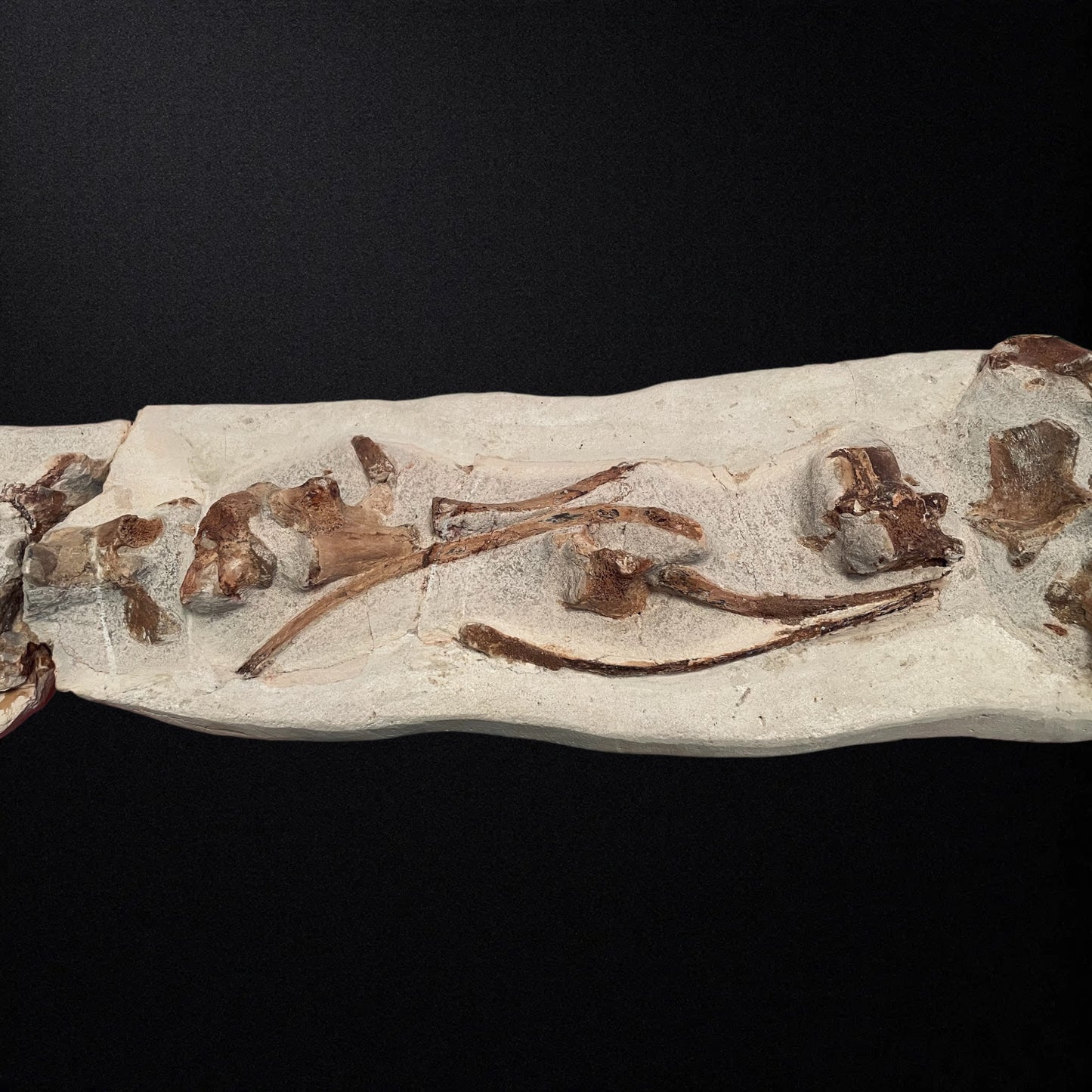 F1748 | Mosasauro | Tethysaurus nopcsai
