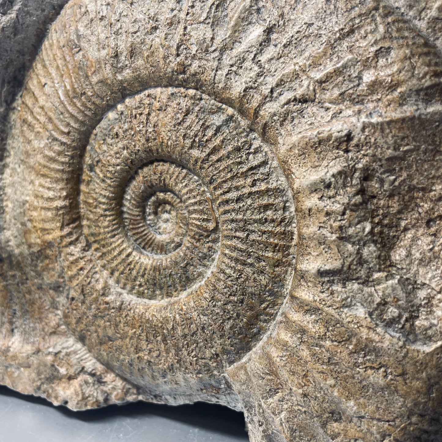 F1847 | Ammonite | Perisphinctes sp.
