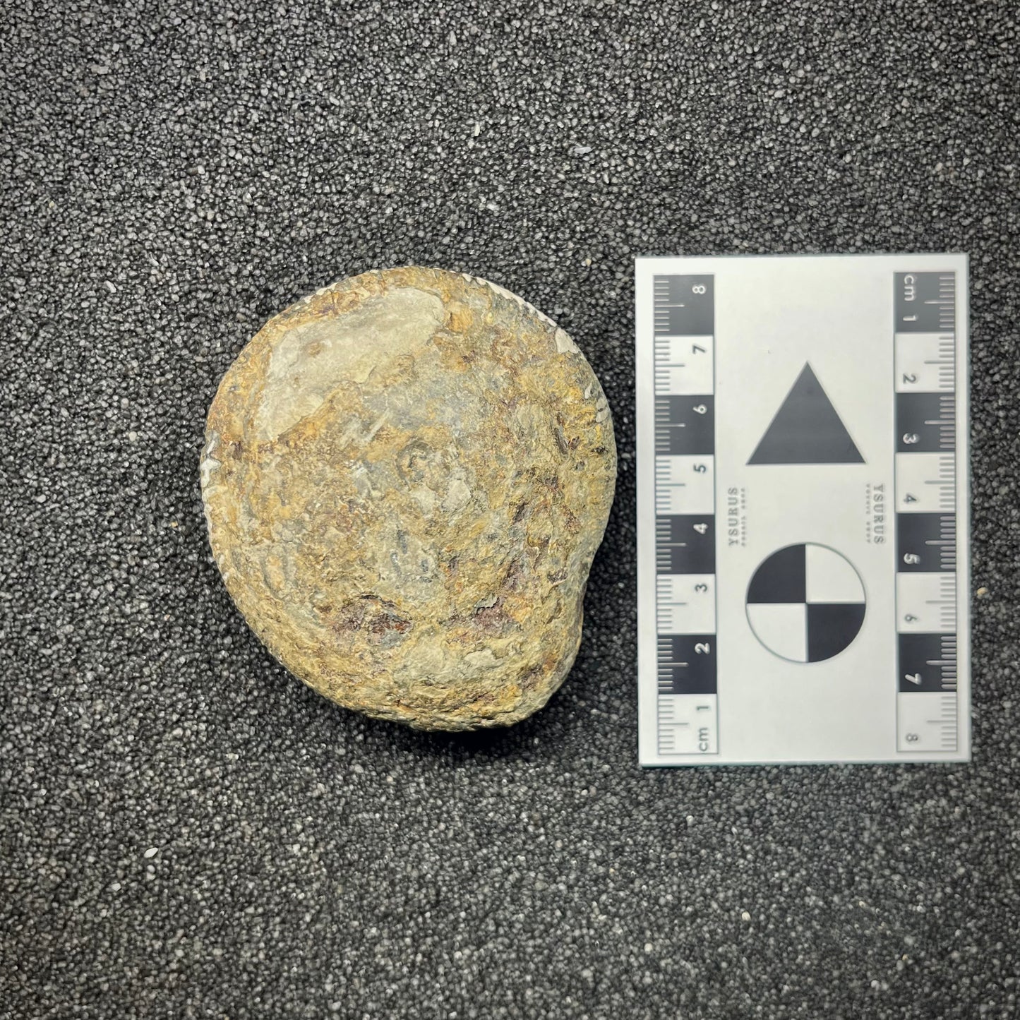 FNP24 | Fossile da preparare | Ammonite | Dactylioceratidae indet.