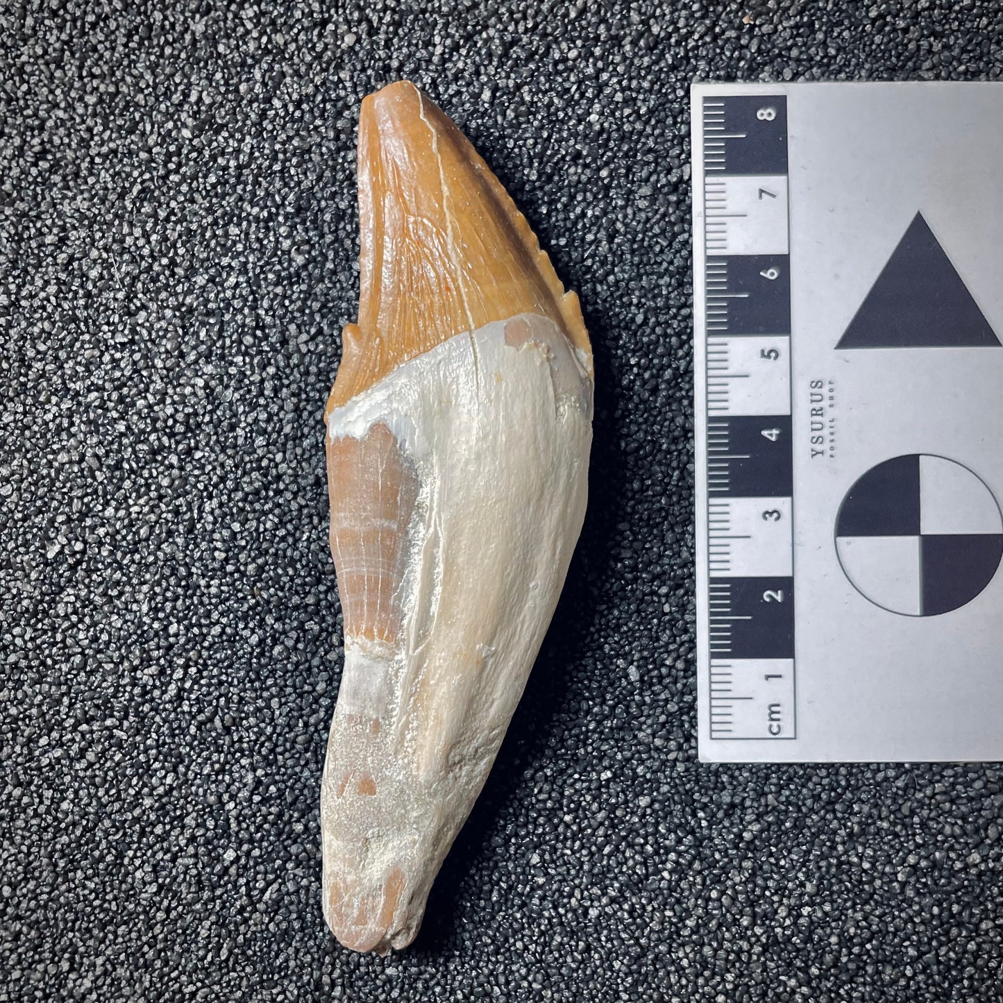 F1723 | Cetaceo | Basilosauridae indet.