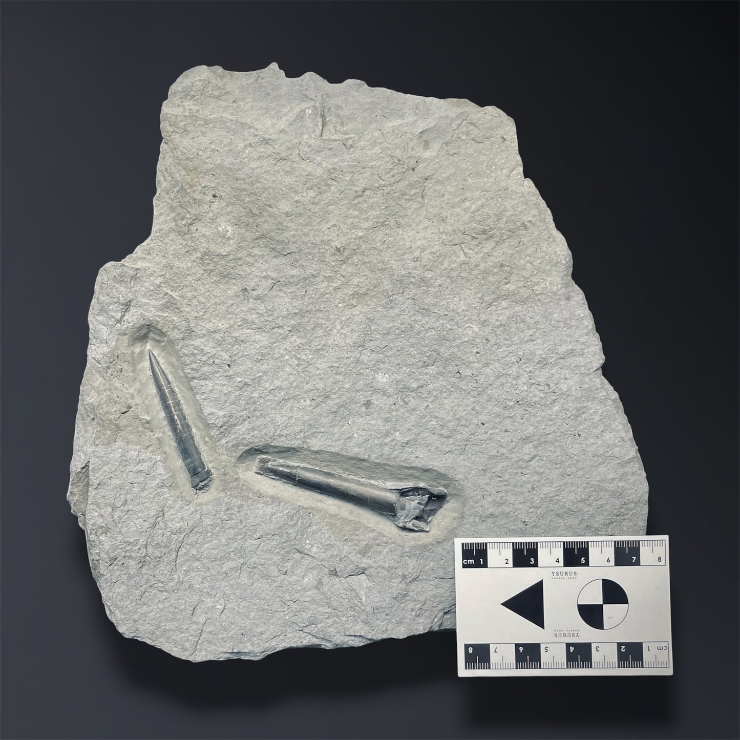 F2805 | Belemnite | Belemnoidea indet.