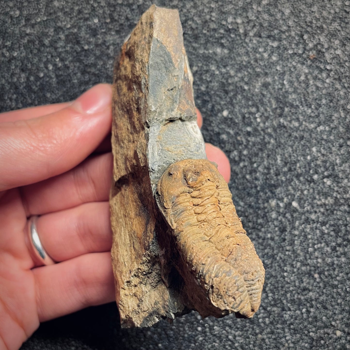 F1581 | Trilobite | Prionocheilus mendax