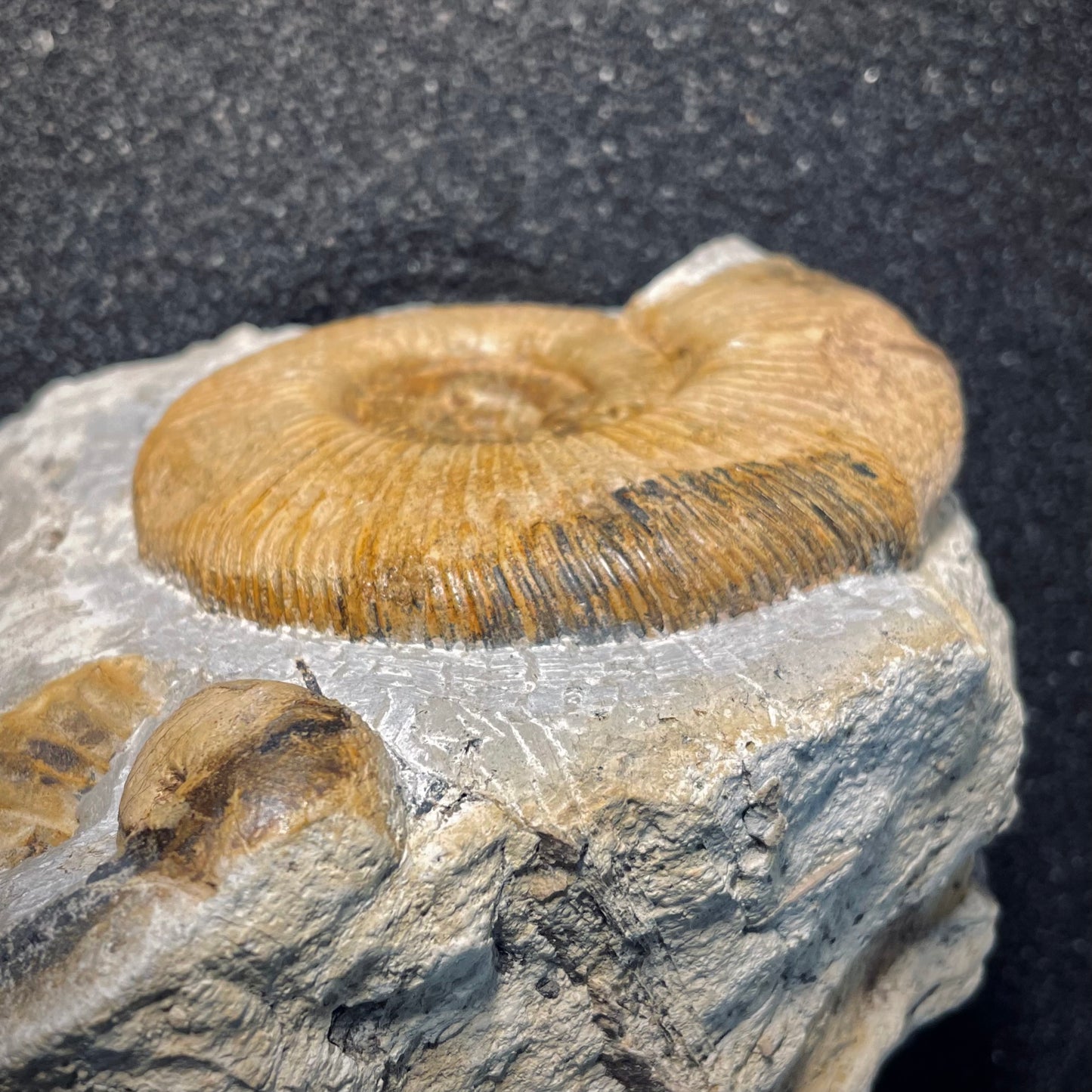 F1972 | Ammonite | Orthosphinctes desmoides & Physodoceras circumspinosum