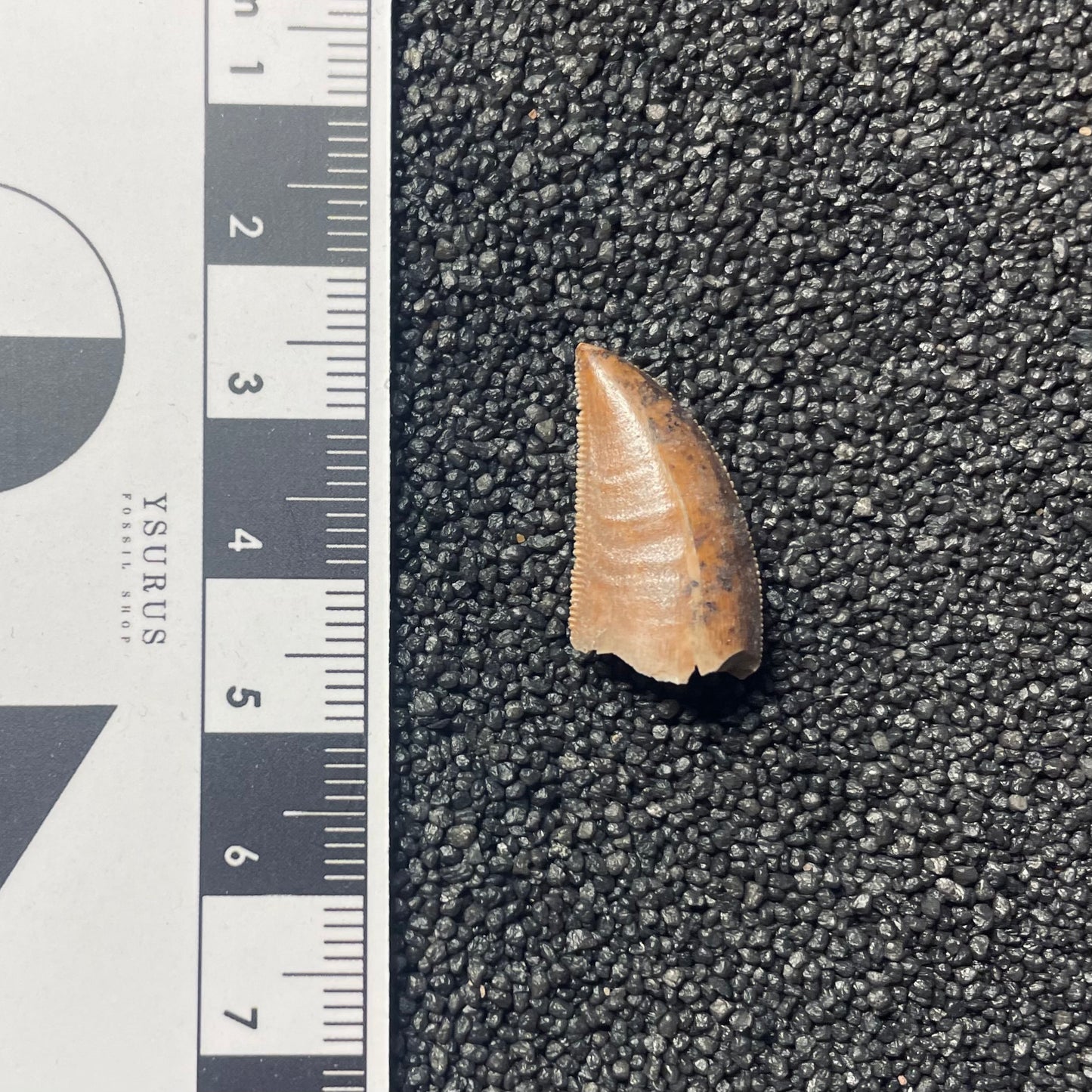 F2108 | Dinosauro | Majungasaurus crenatissimus