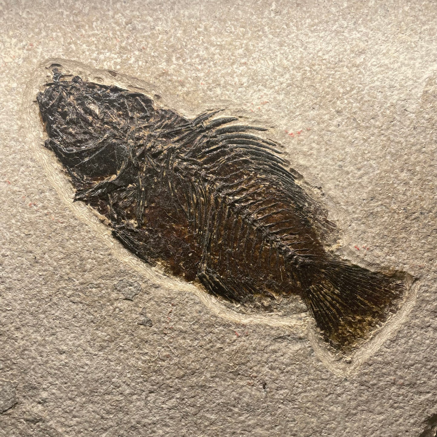 F1846 | Pesce | Priscacara sp. & Knightia eocaena