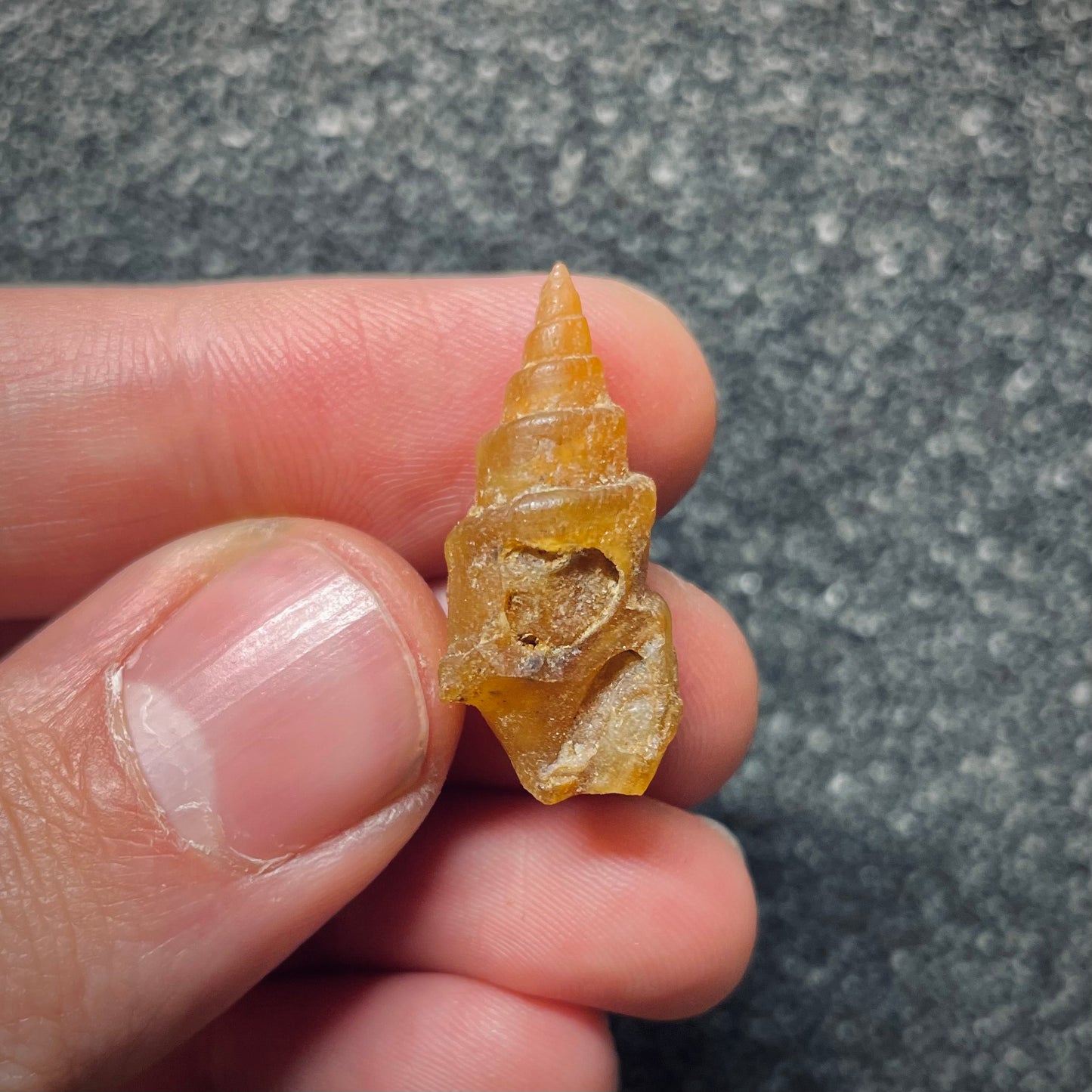 F1767 | Gasteropode | Gastropoda indet.