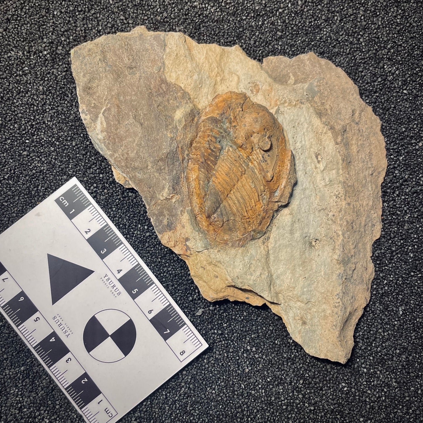 F1569 | Trilobite | Isabelinia glabrata