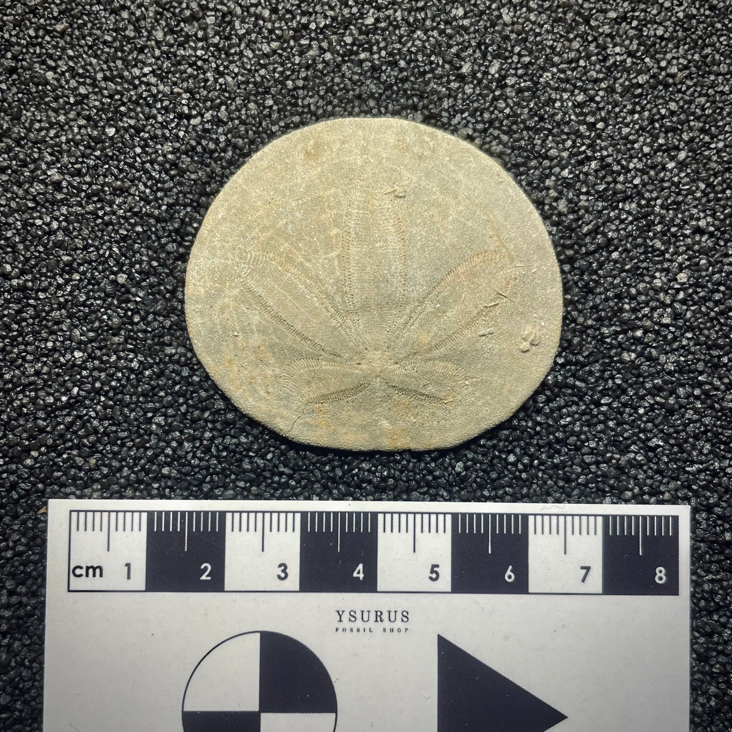 F1404 | Riccio di mare | Dendraster ashleyi