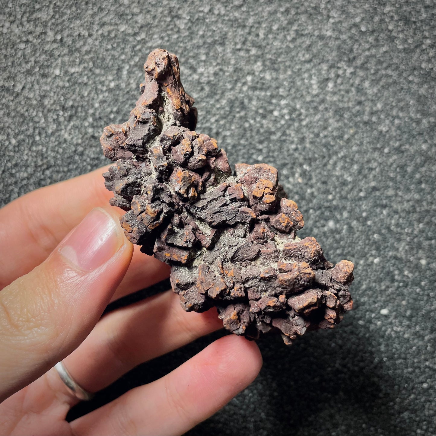 F2065 | Coprolite - Cololite | Testuggine