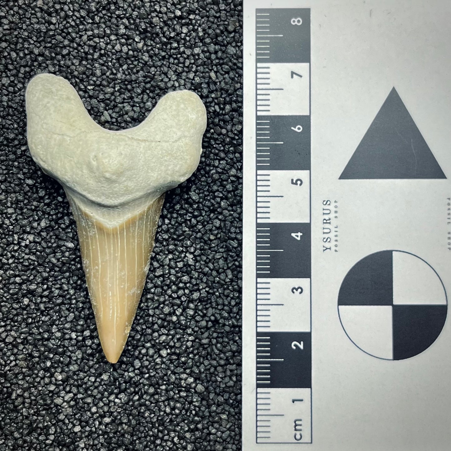 F2759 | Squalo | Otodus obliquus