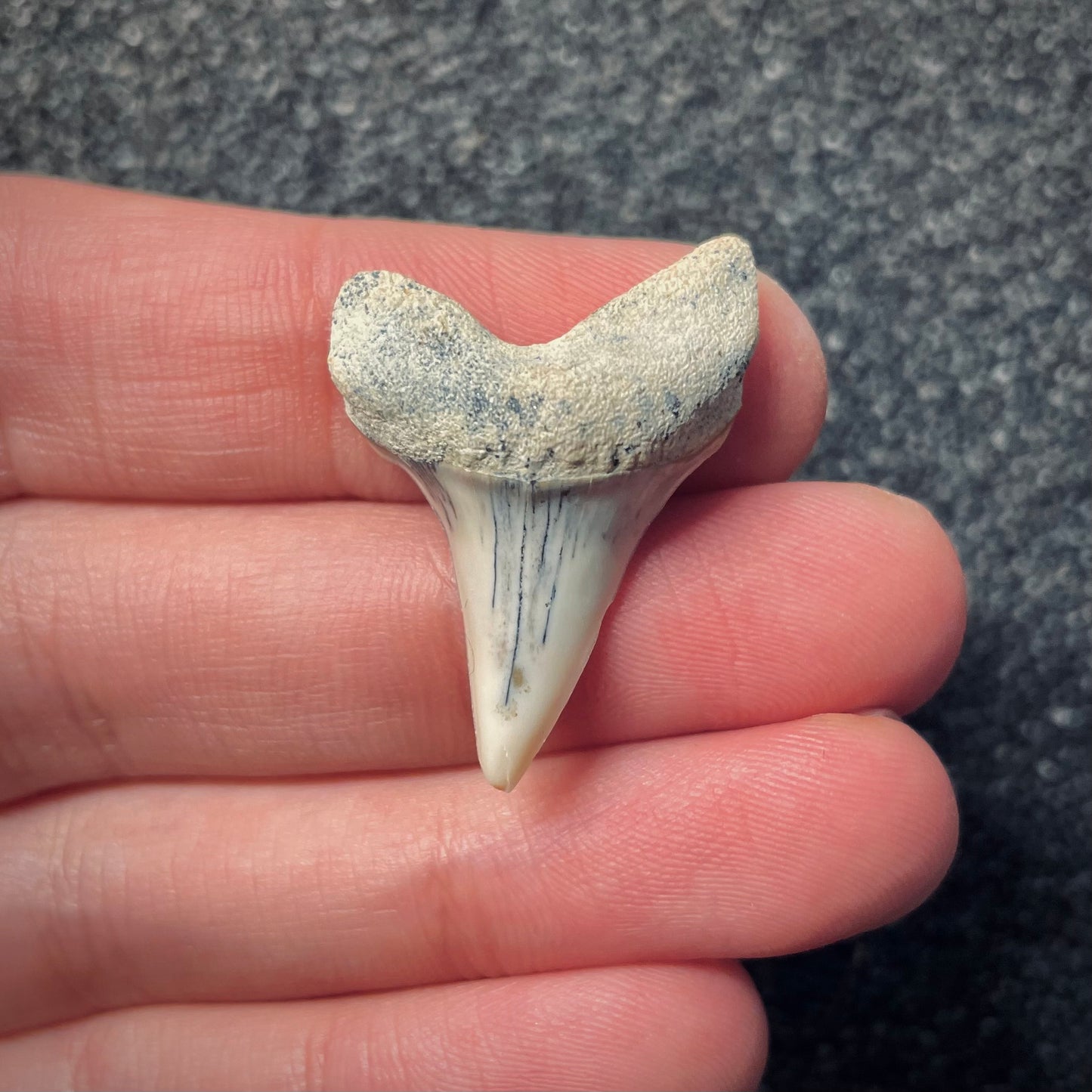 F1785 | Squalo | Carcharodon planus