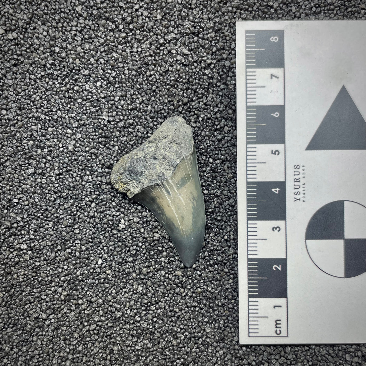 F3045 | Squalo | Carcharodon hastalis