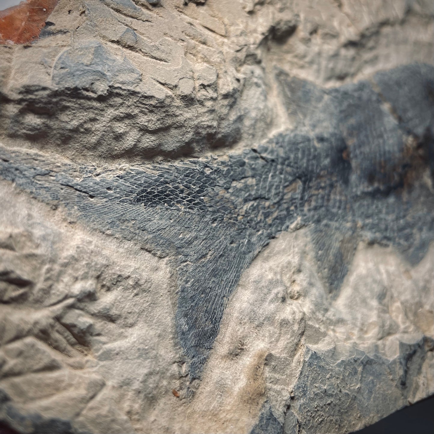 F1342 | Pesce | Paramblypterus duvernoyi