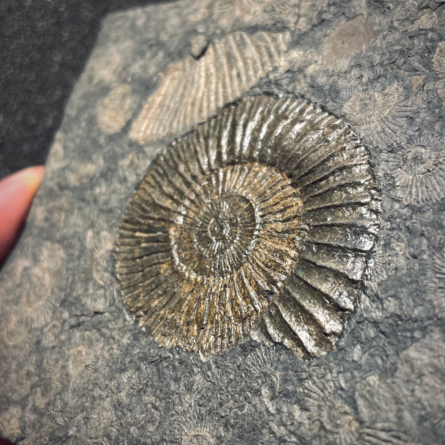 F1977 | Ammonite | Dactylioceras commune